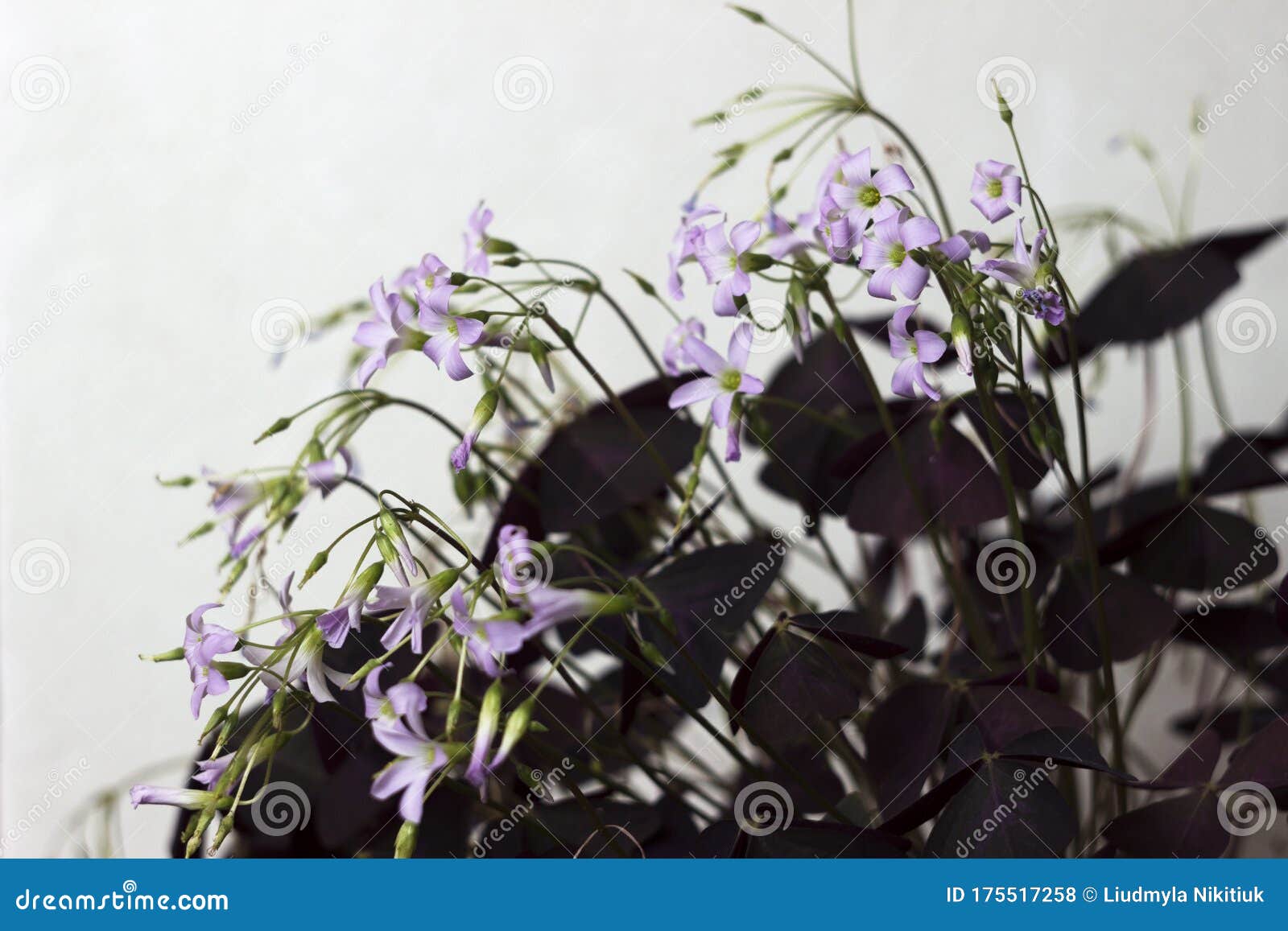 Flowering Oxalis Triangularis Indoor Plant with Triangular Purple