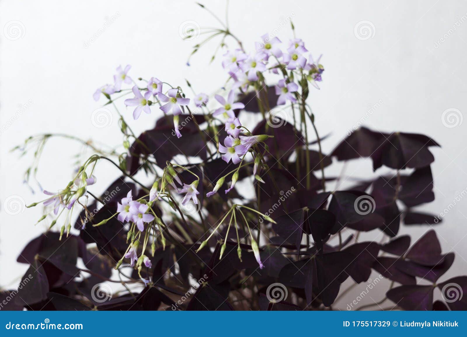 Flowering Oxalis Triangularis Indoor Plant with Triangular Purple