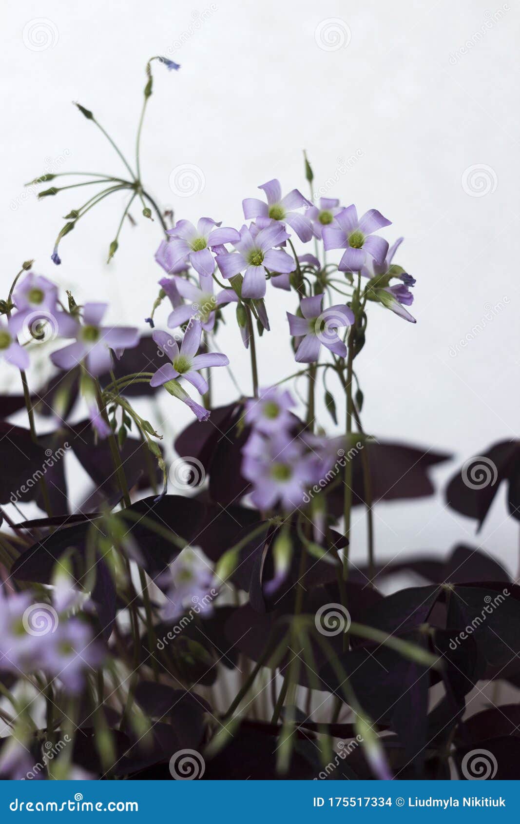 Flowering Oxalis Triangularis Indoor Plant with Triangular Purple