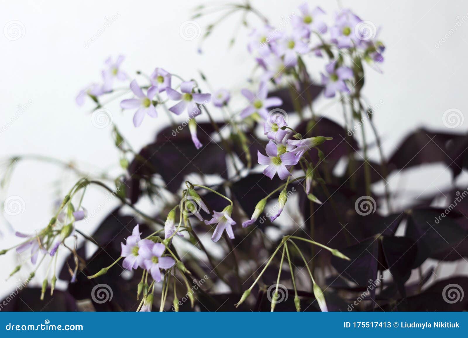 Flowering Oxalis Triangularis Indoor Plant with Triangular Purple