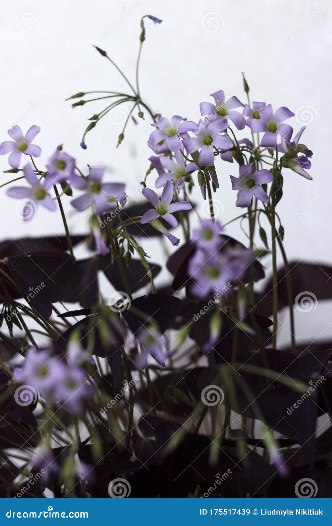 Flowering Oxalis Triangularis Indoor Plant with Triangular Purple