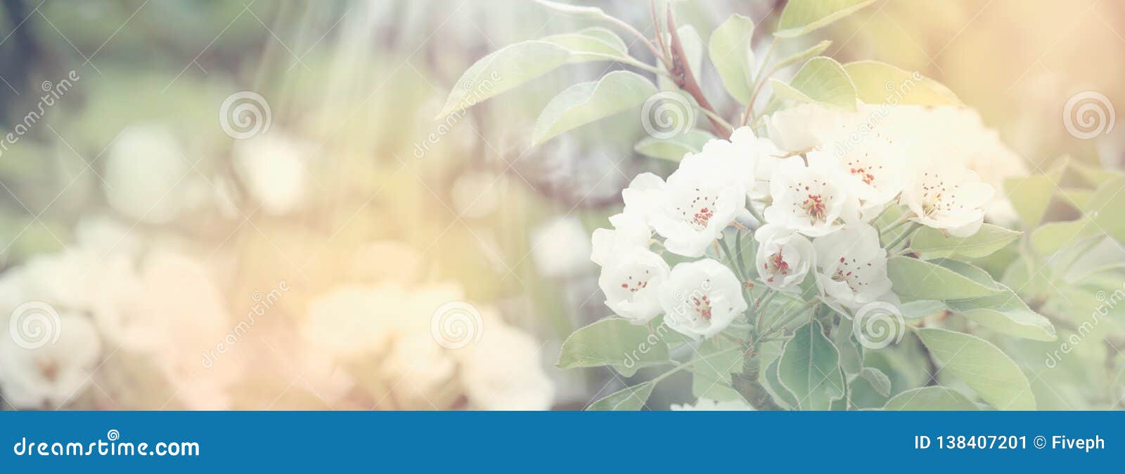 flowering pear, colorful flowers natural springtime background, blurred image, copy space, selective focus