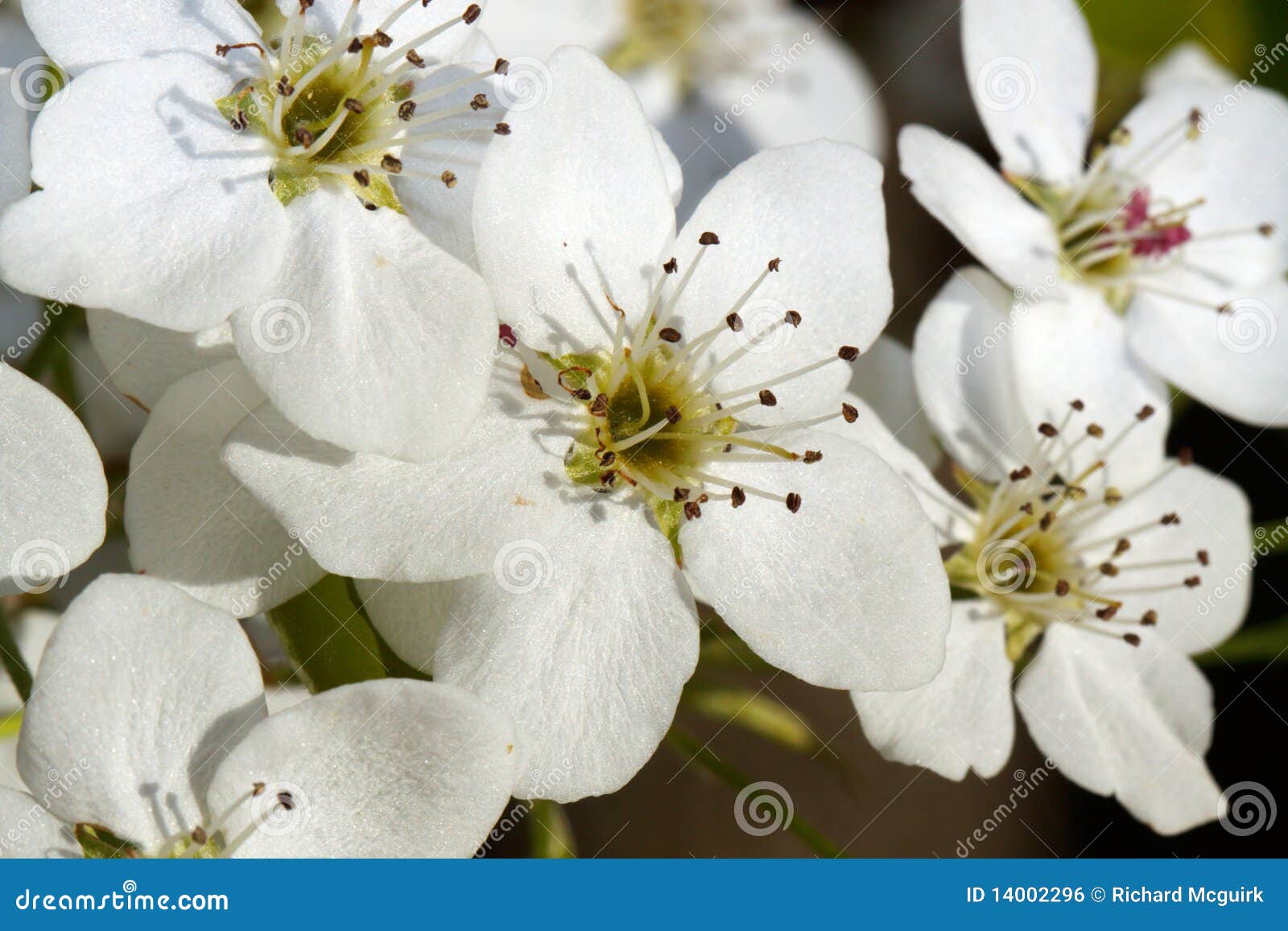 Flowering Pears flowers stock photo. Image of calleryana 14002296