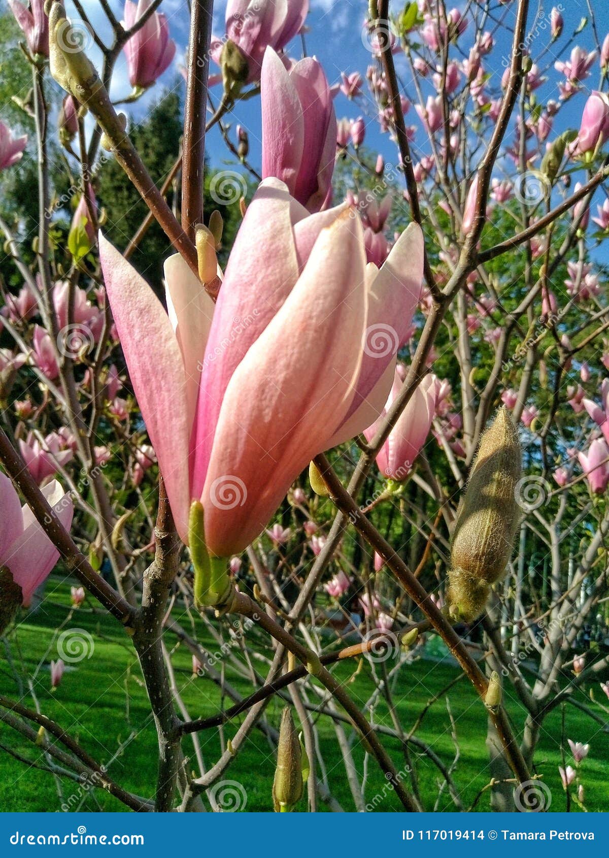 Flowering Pink Magnolia In The Garden Stock Photo Image Of