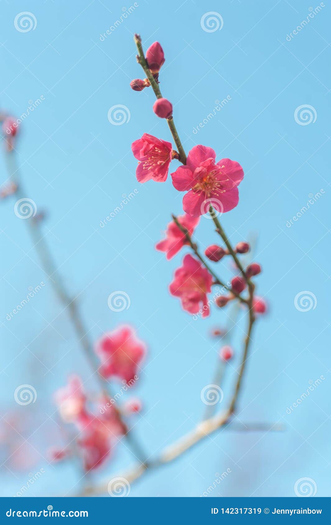 flowering pink prunus mume beni-chidori tree branch against blue sky