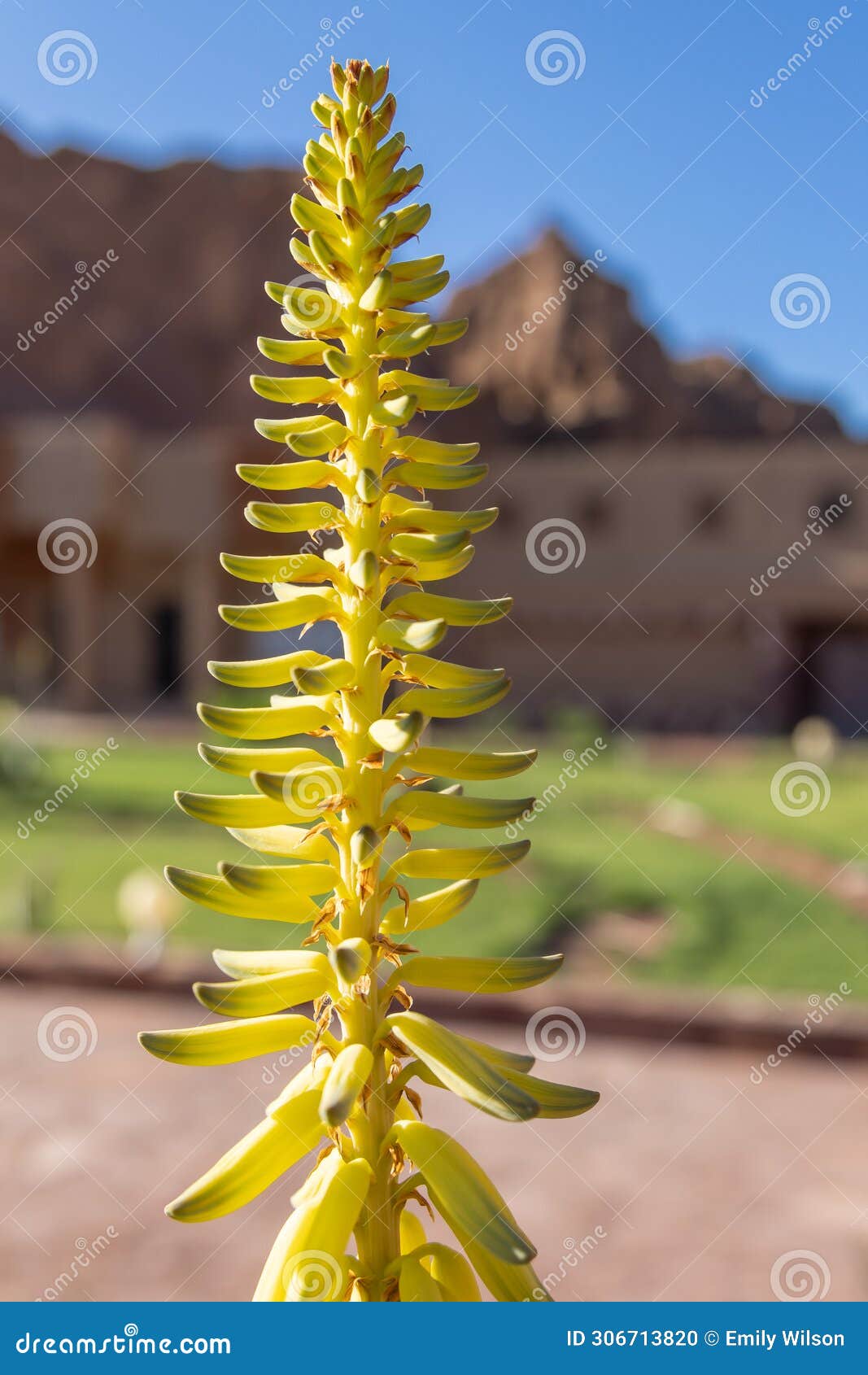 flowering plant in the desert near al-ula