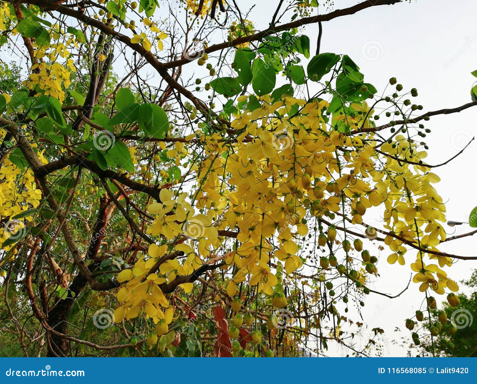 Golden Shower Tree Plant Flower Leaves Cassia Fistula Golden Rain ...
