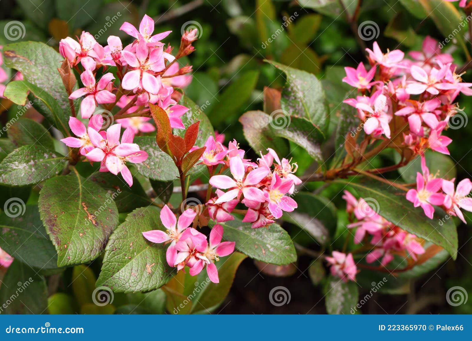 flowering plant of rhaphiolepis umbellata, rosaceae. evergreen shrub