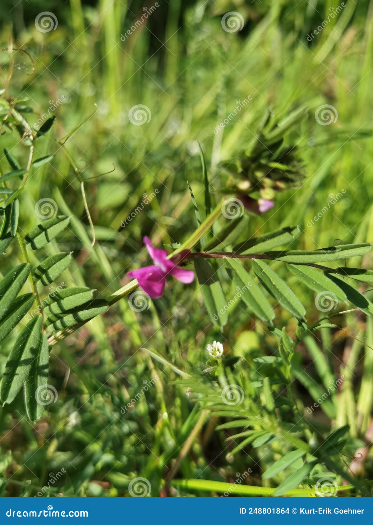 Flowering plants in spring stock photo. Image of grassland 248801864