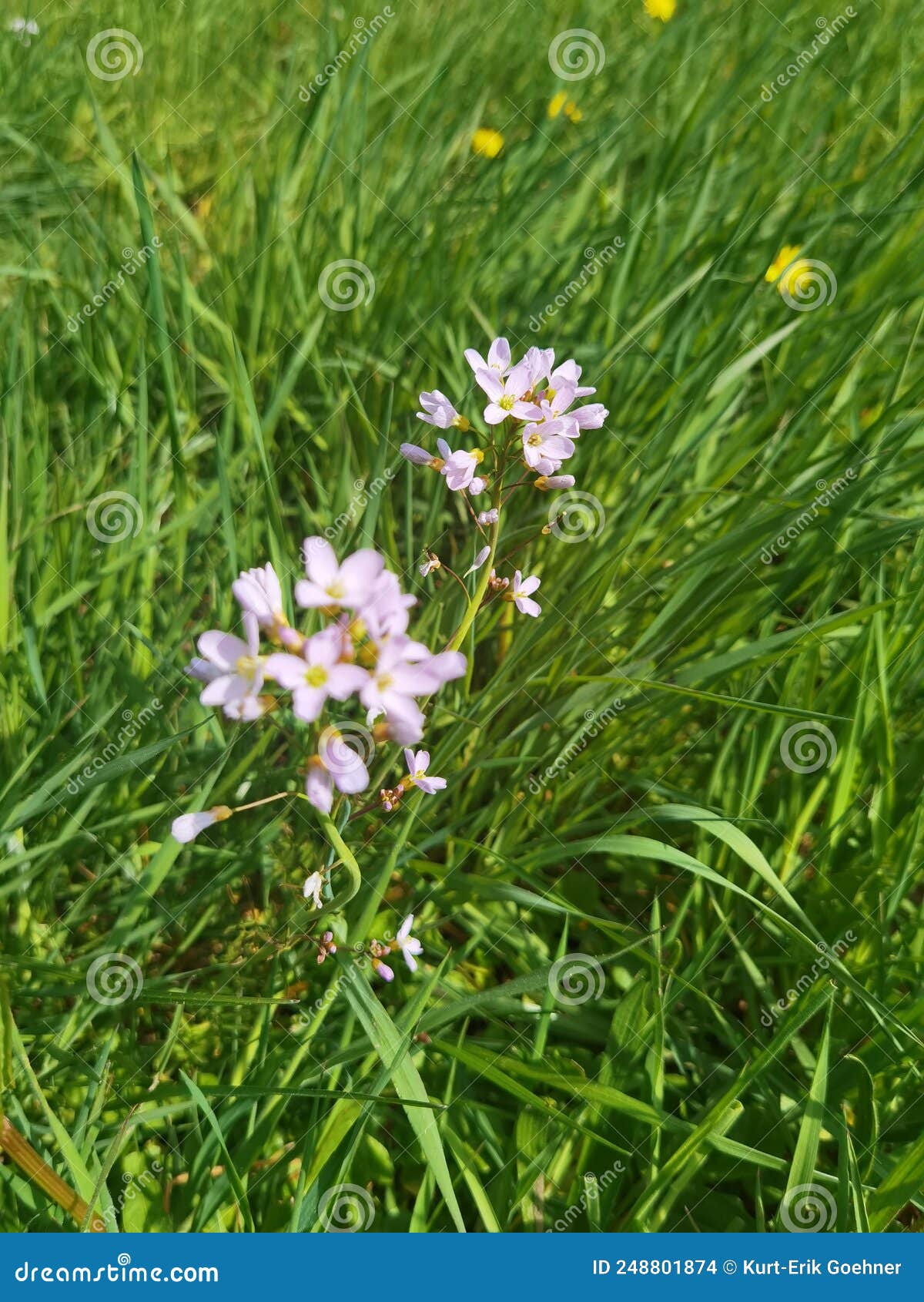 Flowering plants in spring stock photo. Image of grassland - 248801874