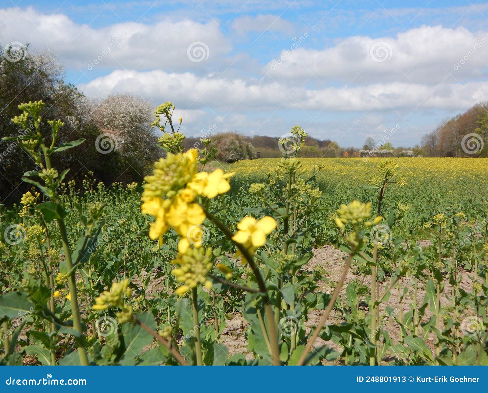 Flowering plants in spring stock image. Image of vegetable - 248801913