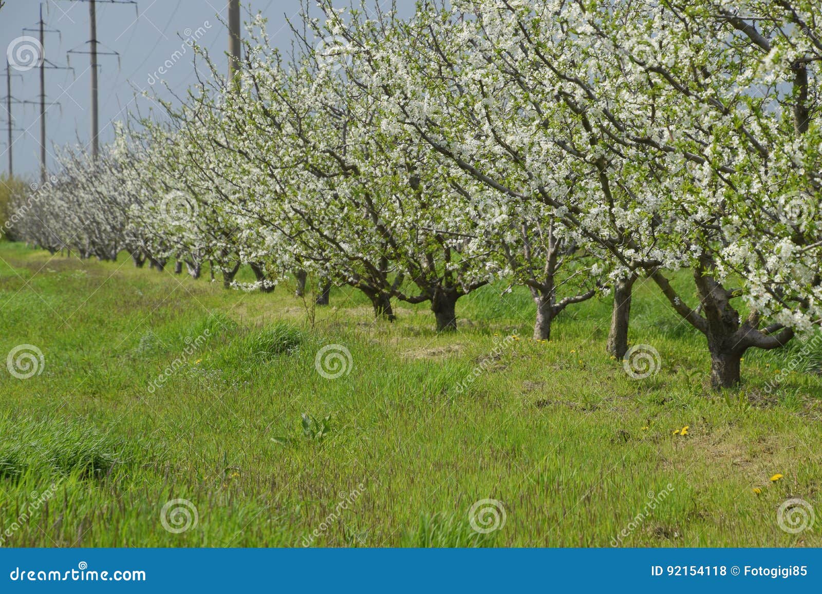 Flowering plum garden stock photo. Image of petal, fruits 92154118