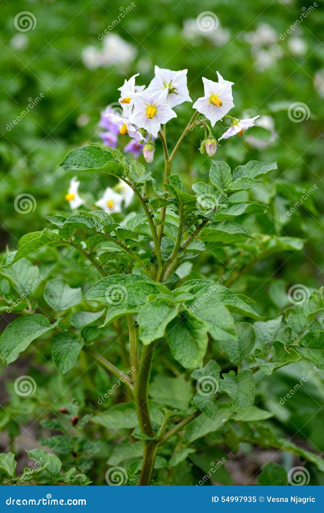 Flowering potato plant stock image. Image of blooming 54997935