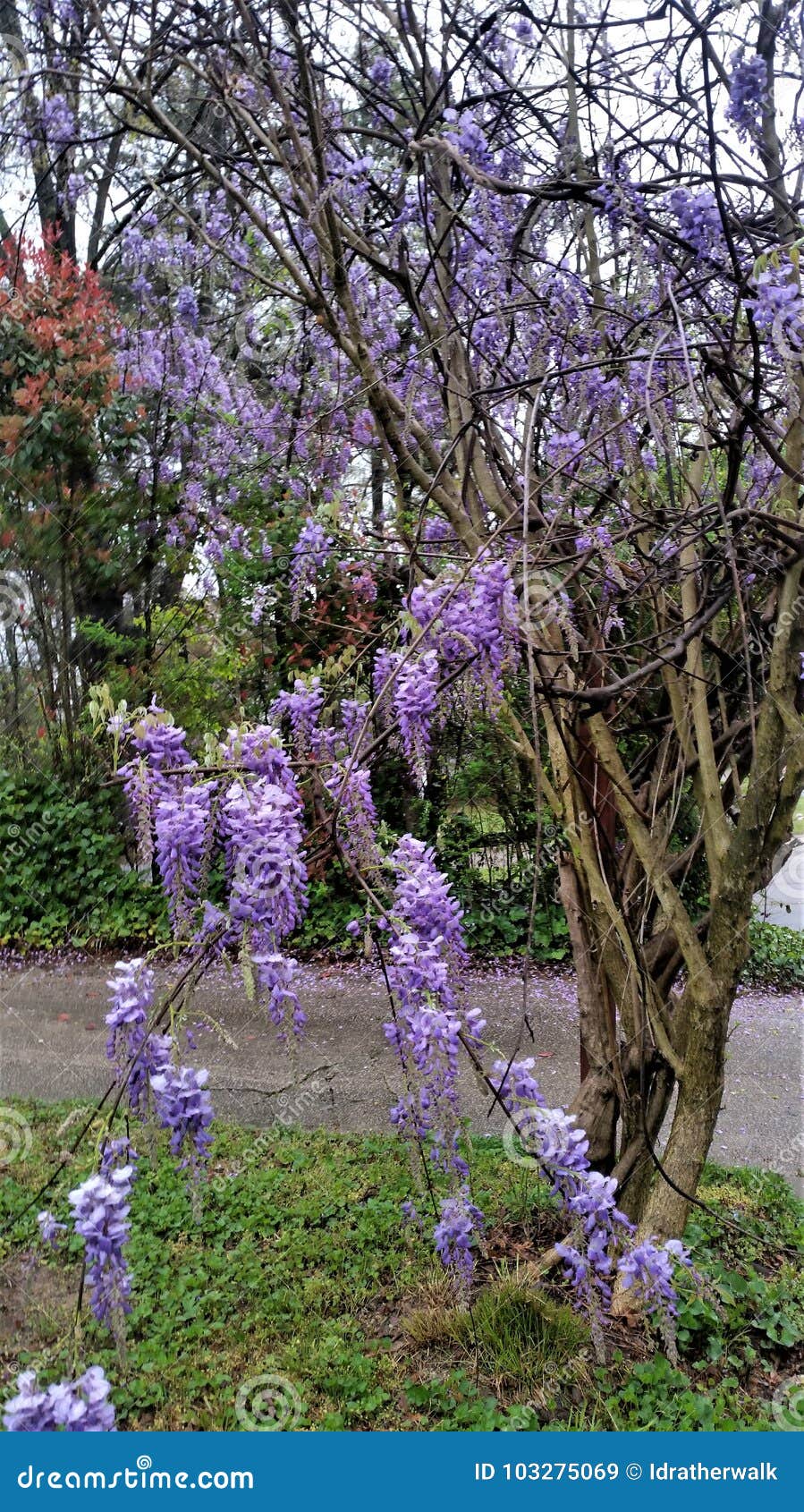 Flowering Purple Wisteria Vine Trailing On Host Tree In Springtime