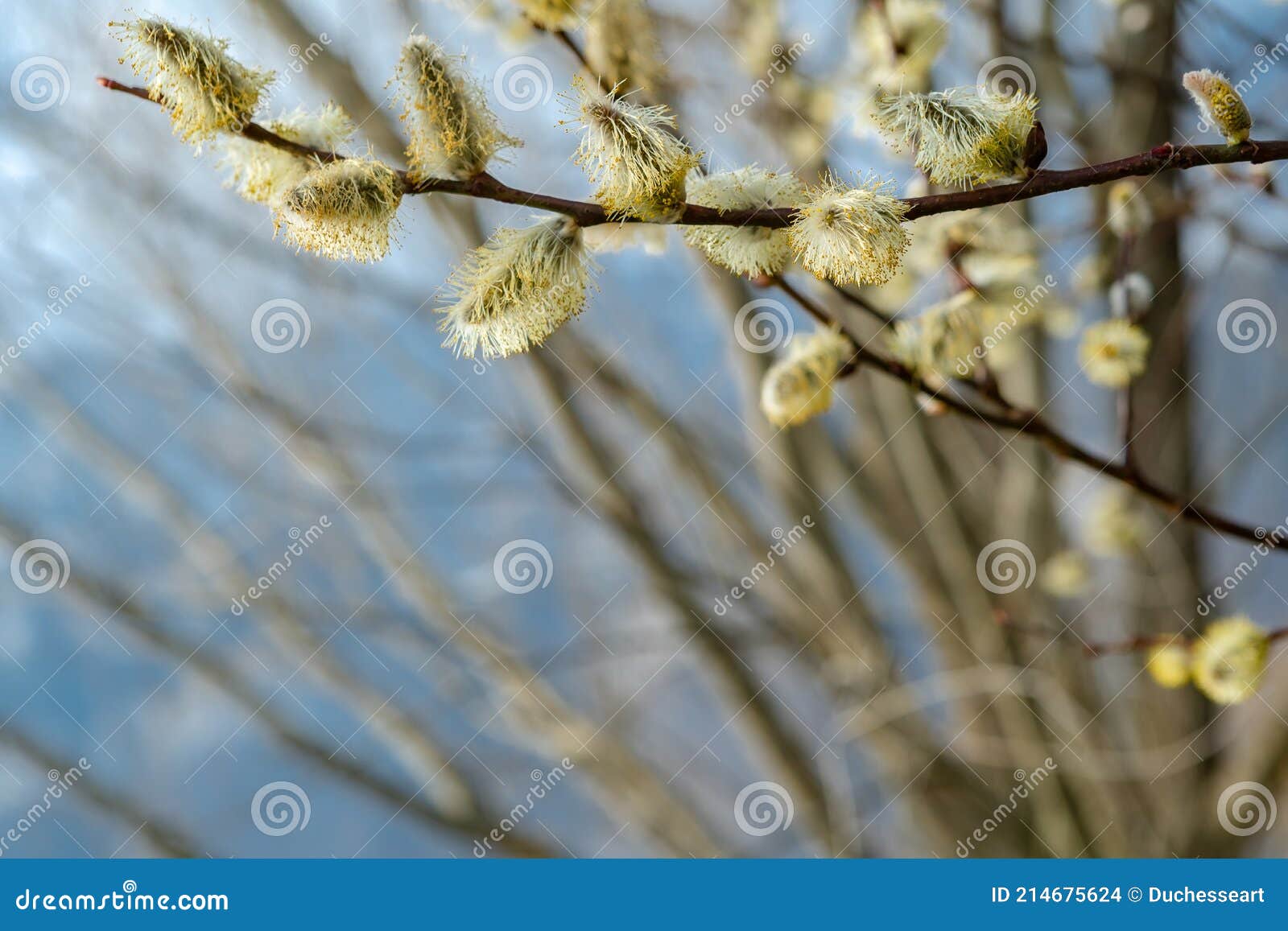Blooming Pussy Willow Branches