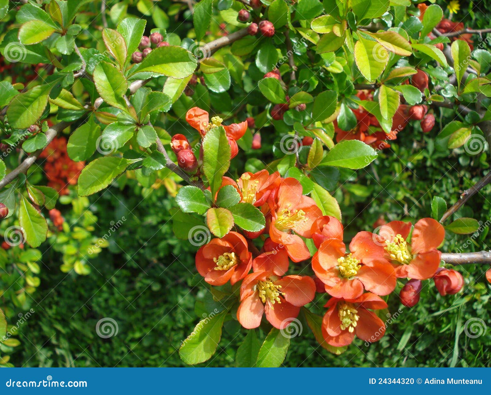 Flowering quince stock photo. Image of buds, blossoming 24344320