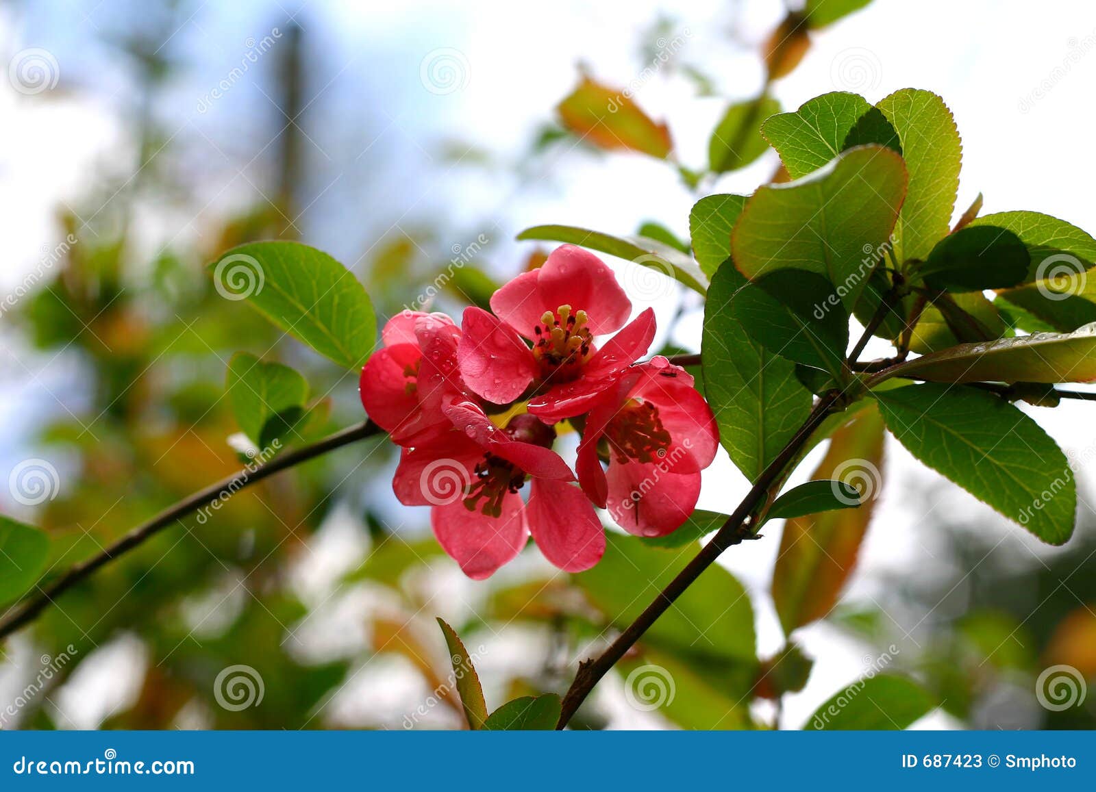 Flowering quince stock image. Image of blossom, spring 687423