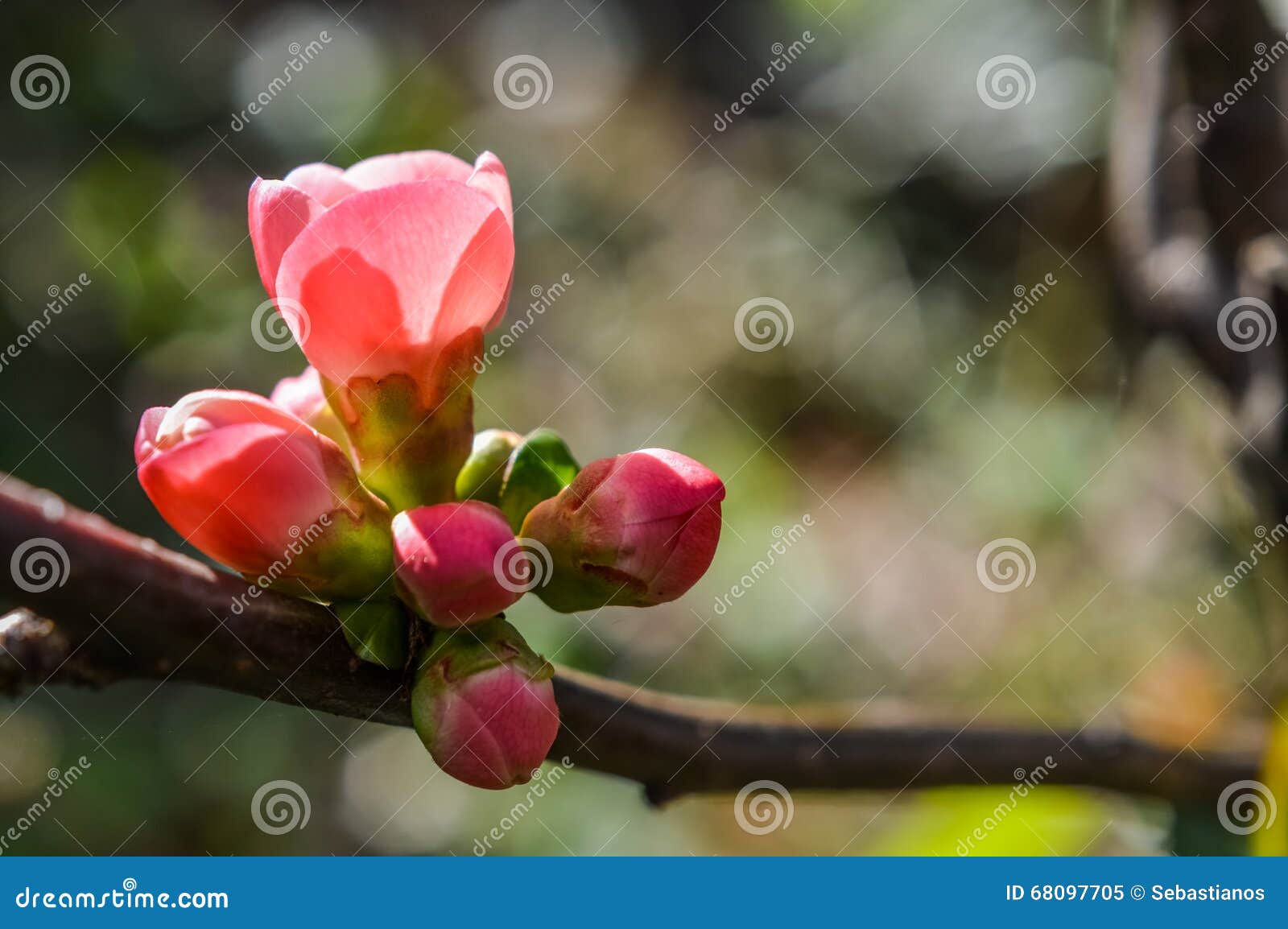 Flowering quince buds stock image. Image of horizontal 68097705