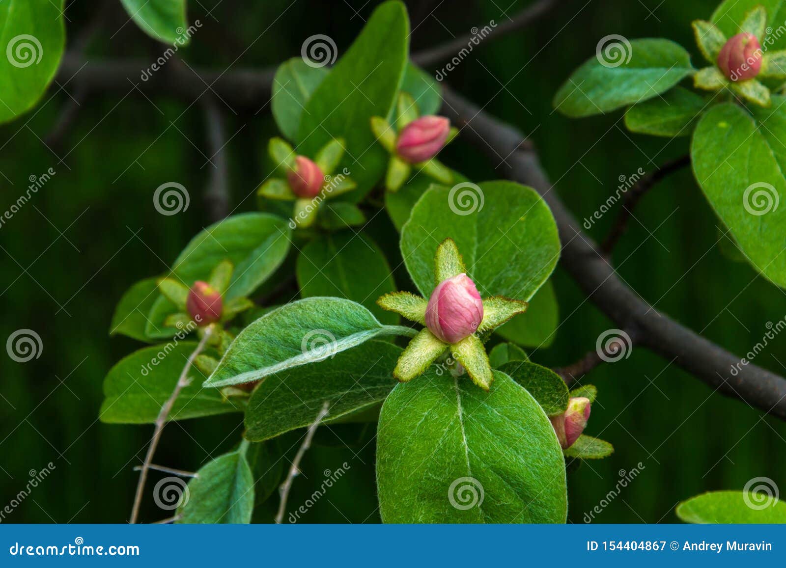 Flowering of quince stock image. Image of white, gardening 154404867