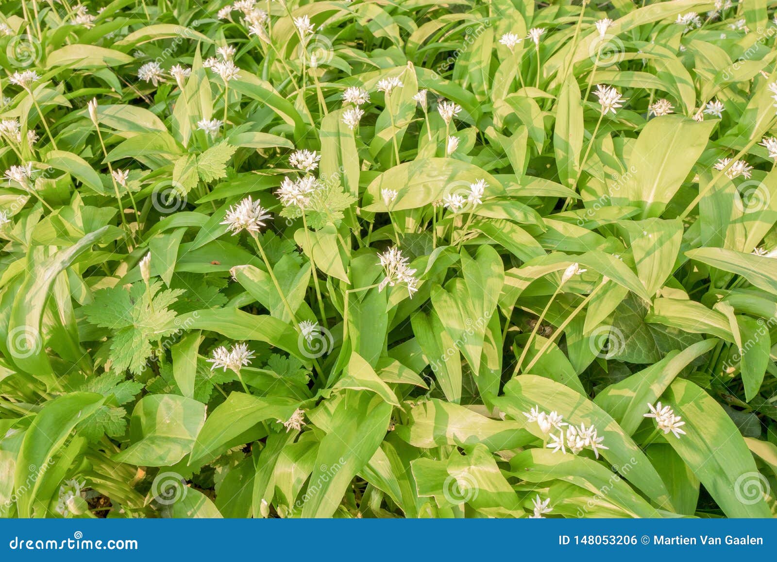 Flowering Ramsons Or Wild Garlic Plants Stock Photo Image Of Closeup Environment Flowering Ramsons Or Wild Garlic Plants Stock Photo Image Of Closeup Environment