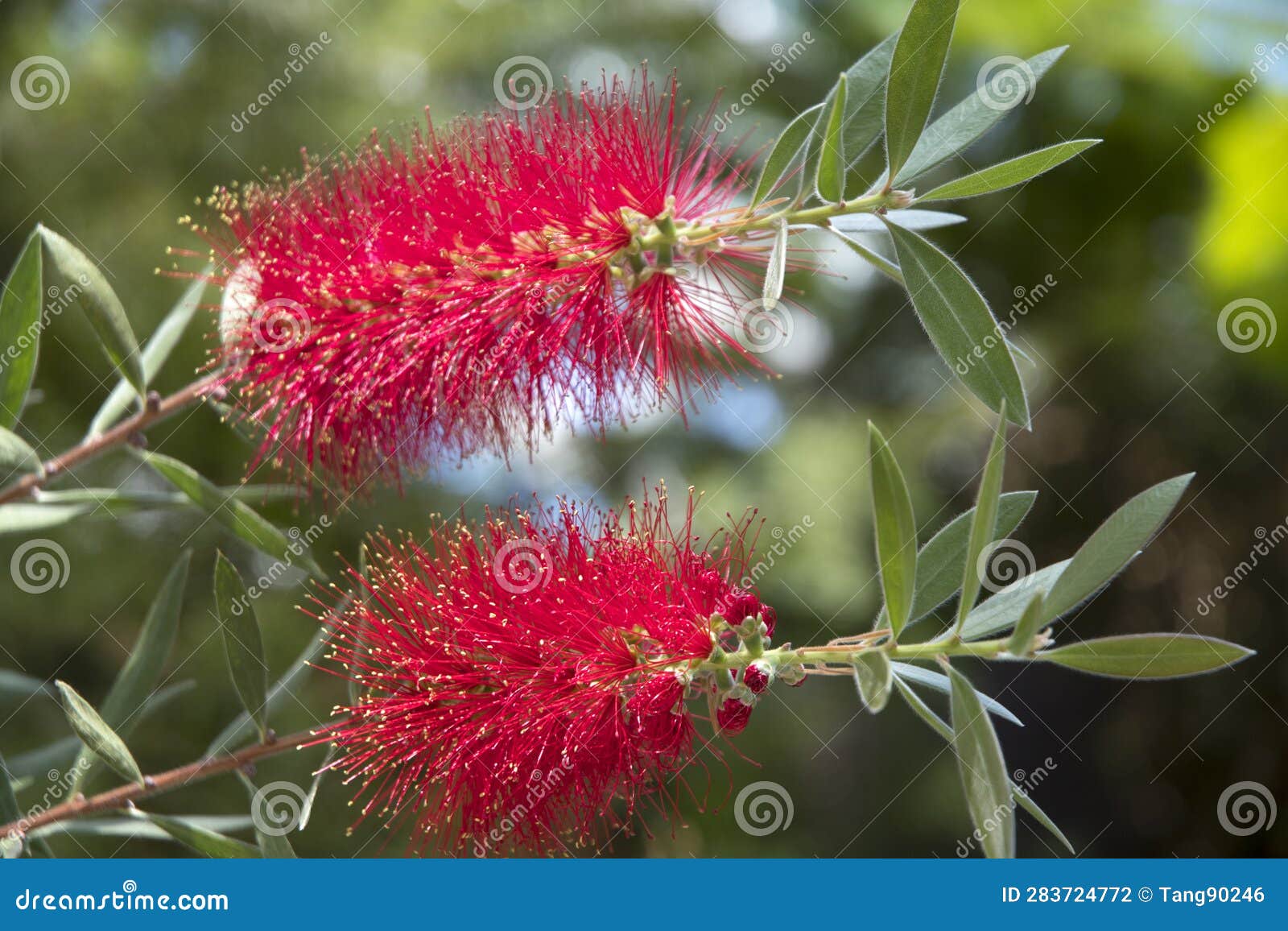 Flowering Red Bottle Brush Tree Callistemon Viminalis Stock Photo