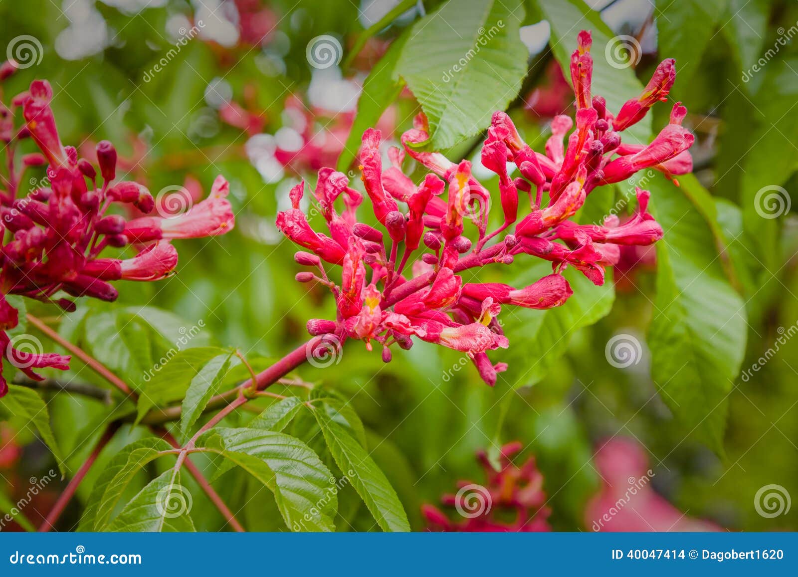 flowering red chestnut