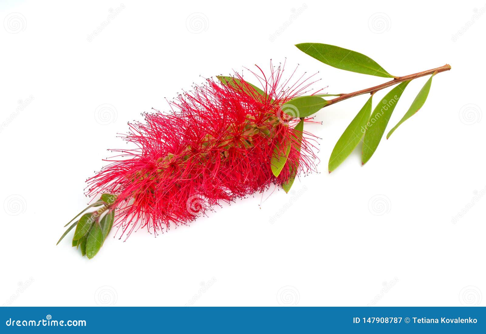 flowering red melaleuca, paperbarks, honey-myrtles or tea-tree, bottlebrush.  on white background