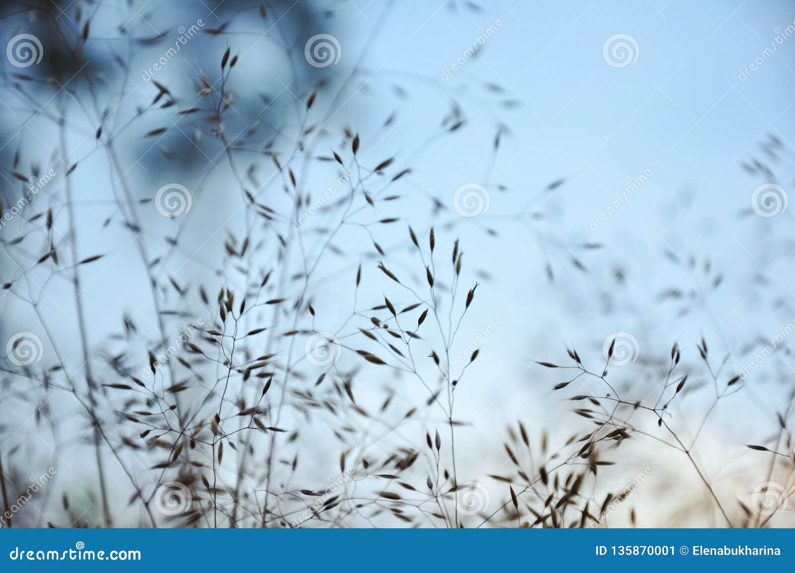 Flowering Reeds and Wild Grass Plants with Ripe Seeds Bending in the ...