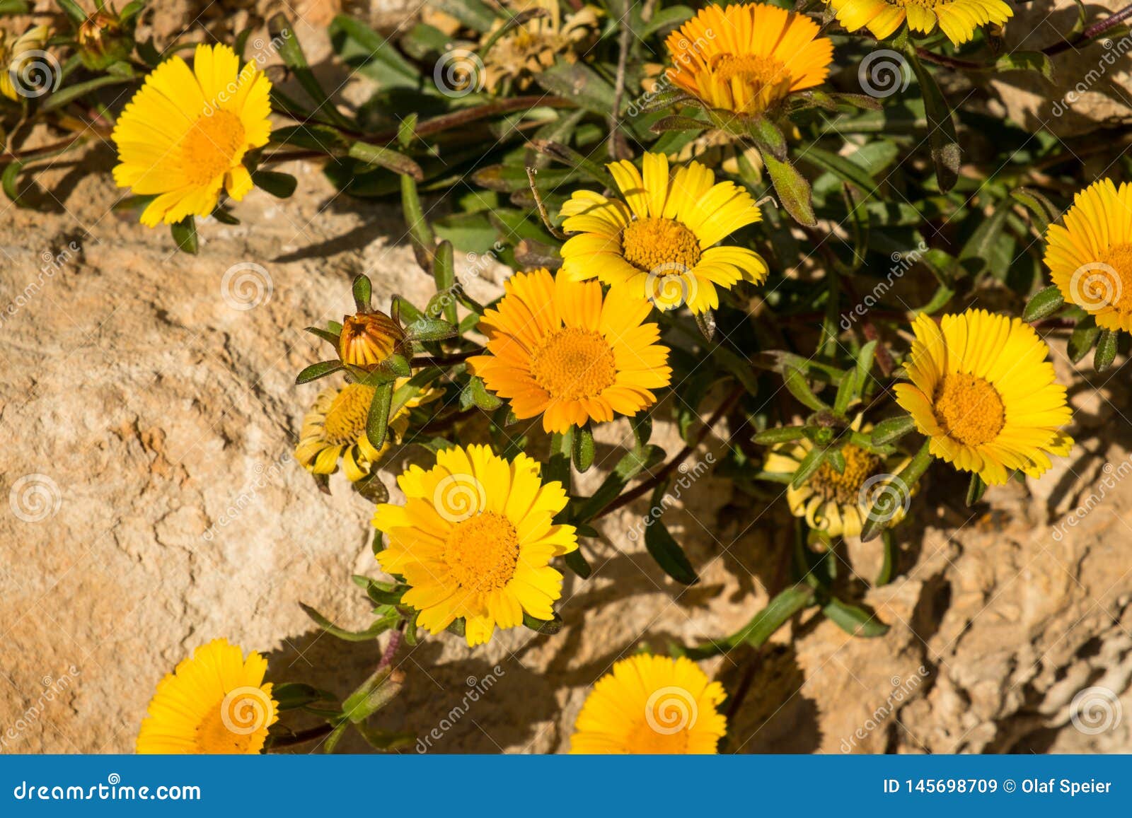 Flowering rock daisies stock image. Image of vegetation 145698709