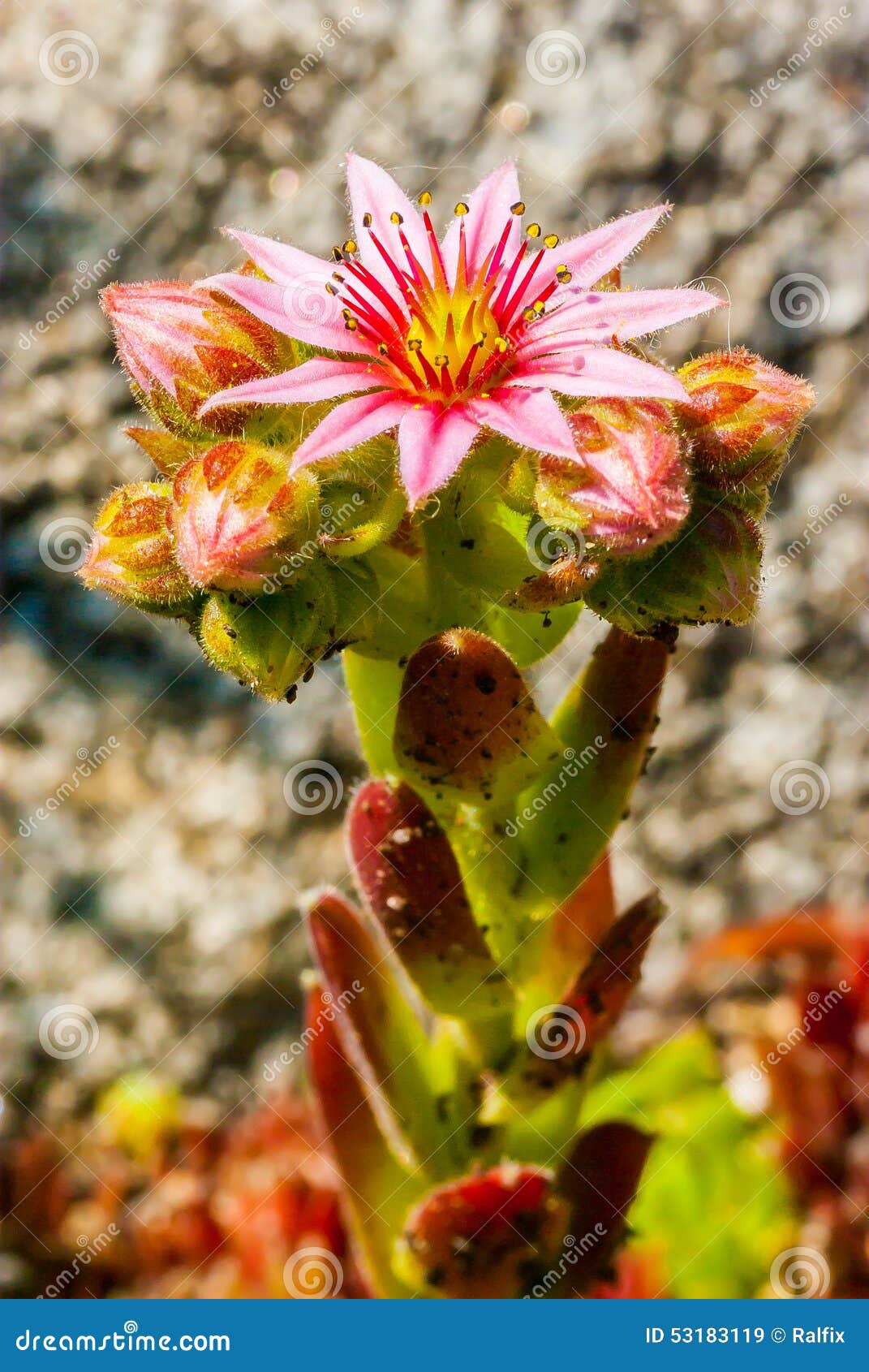 Flowering rock plant stock image. Image of garden, ground 53183119