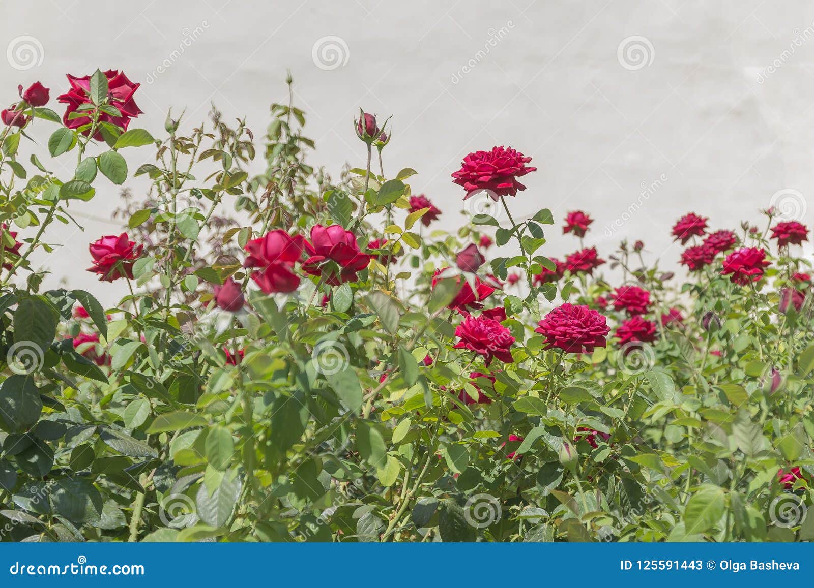 Flowering Rose Bushes in the Garden. Hedge Stock Image Image of