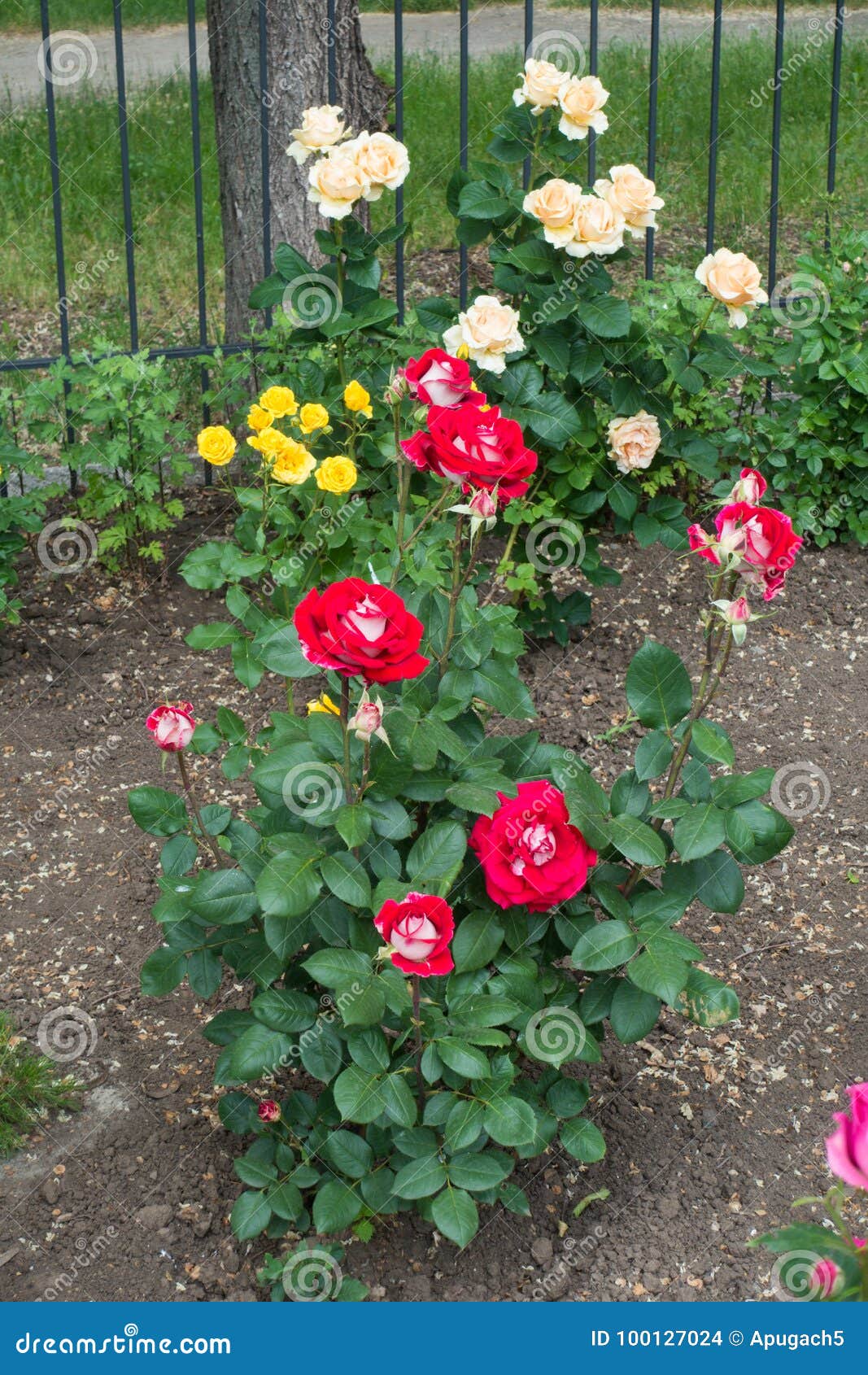 Flowering Rose Bushes in the Garden Stock Photo Image of prickle