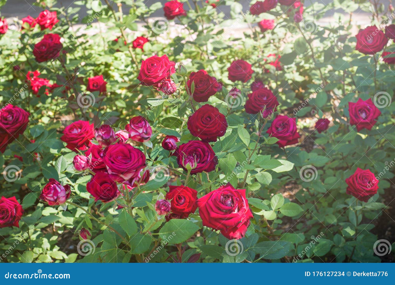 Flowering Rose Bushes in the Summer Garden Stock Photo Image of rose