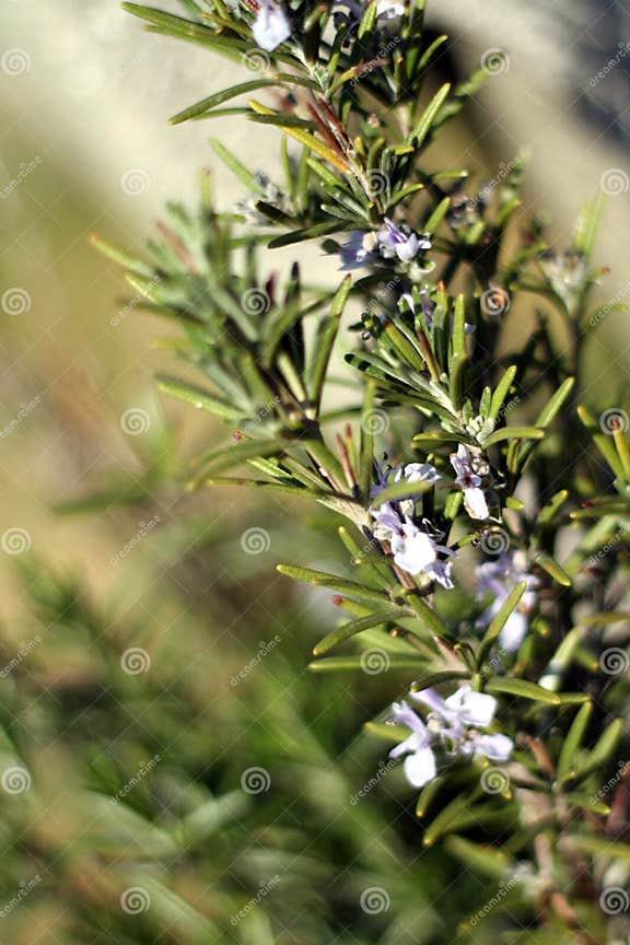 Flowering rosemary stock image. Image of smells, smell 19587327