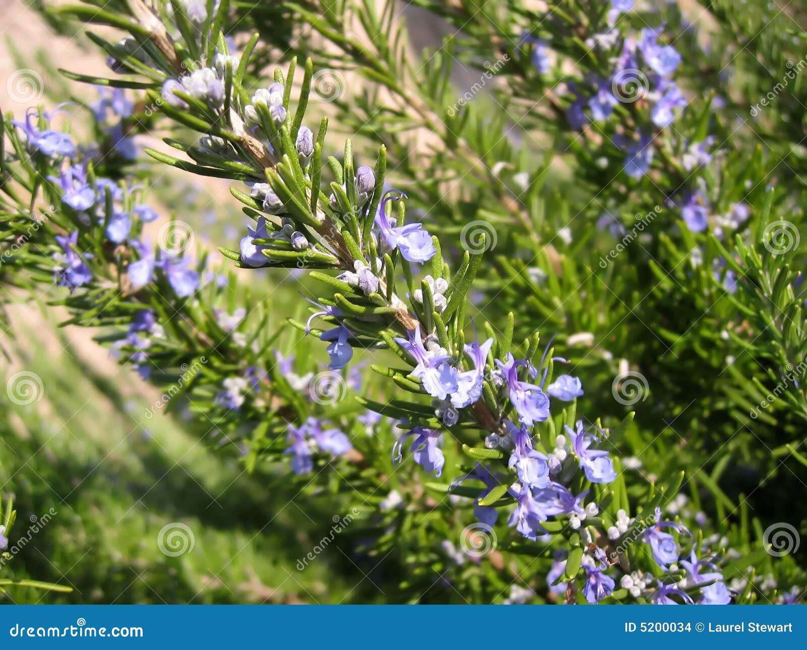 Flowering rosemary stock photo. Image of flowers, rosmarinus 5200034