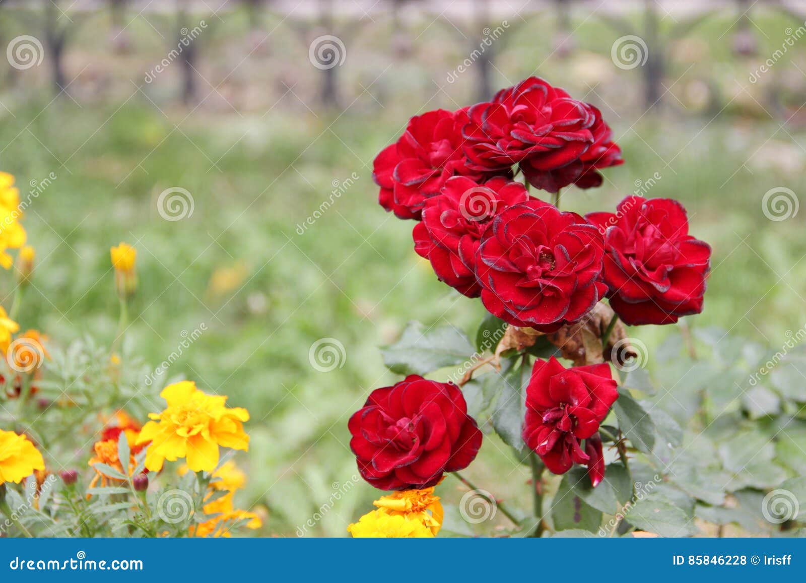The flowering of roses stock photo. Image of roses, royal 85846228