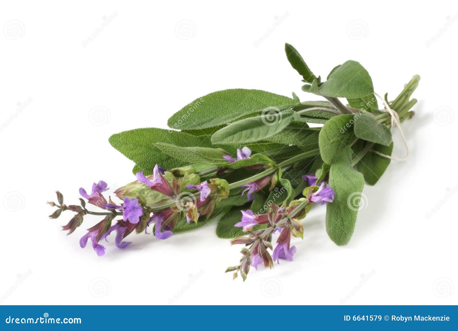 Flowering Sage stock image. Image of ingredient, fresh 6641579