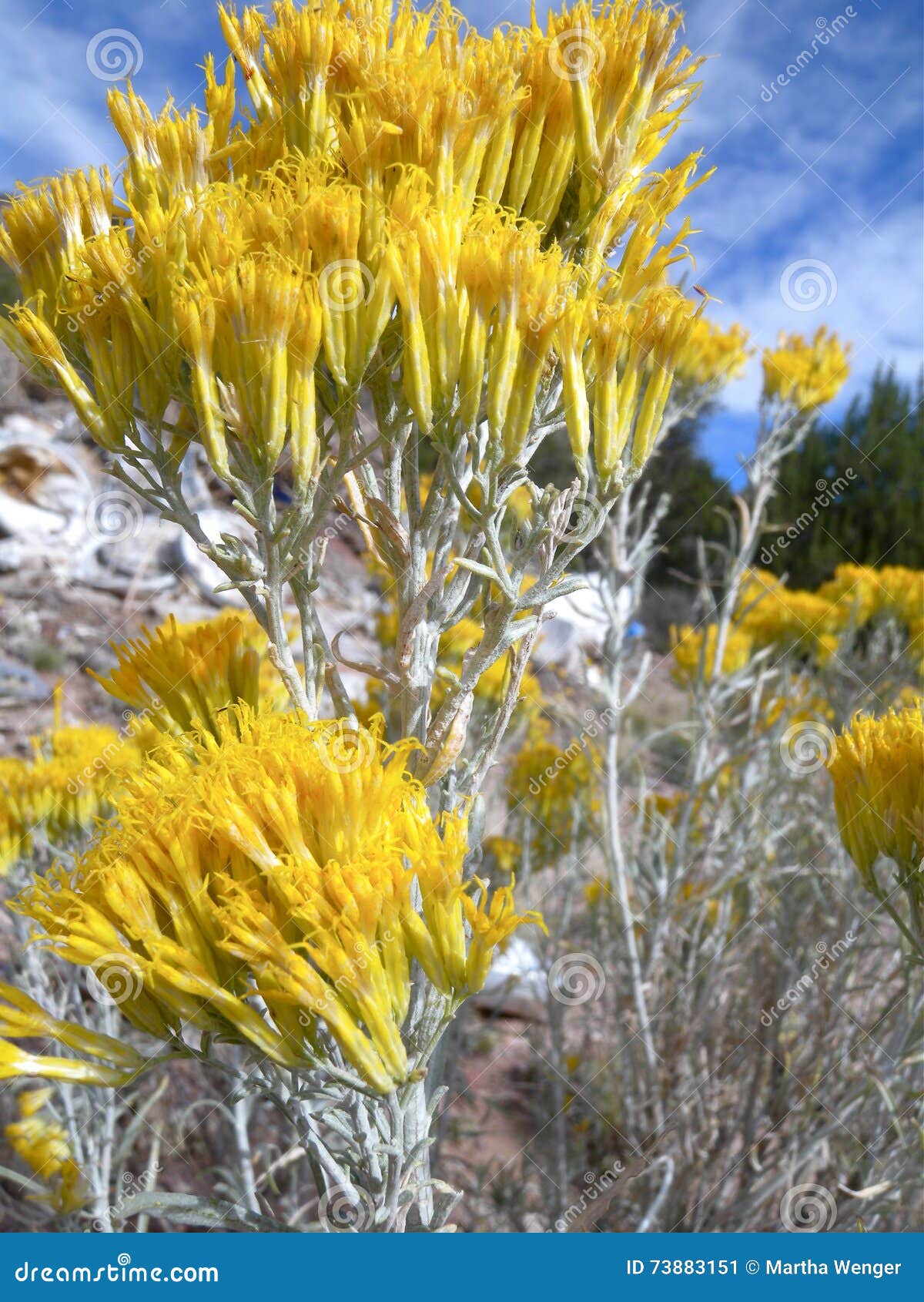 Flowering Sage Brush Stock Image Image Of Artemisia 73883151