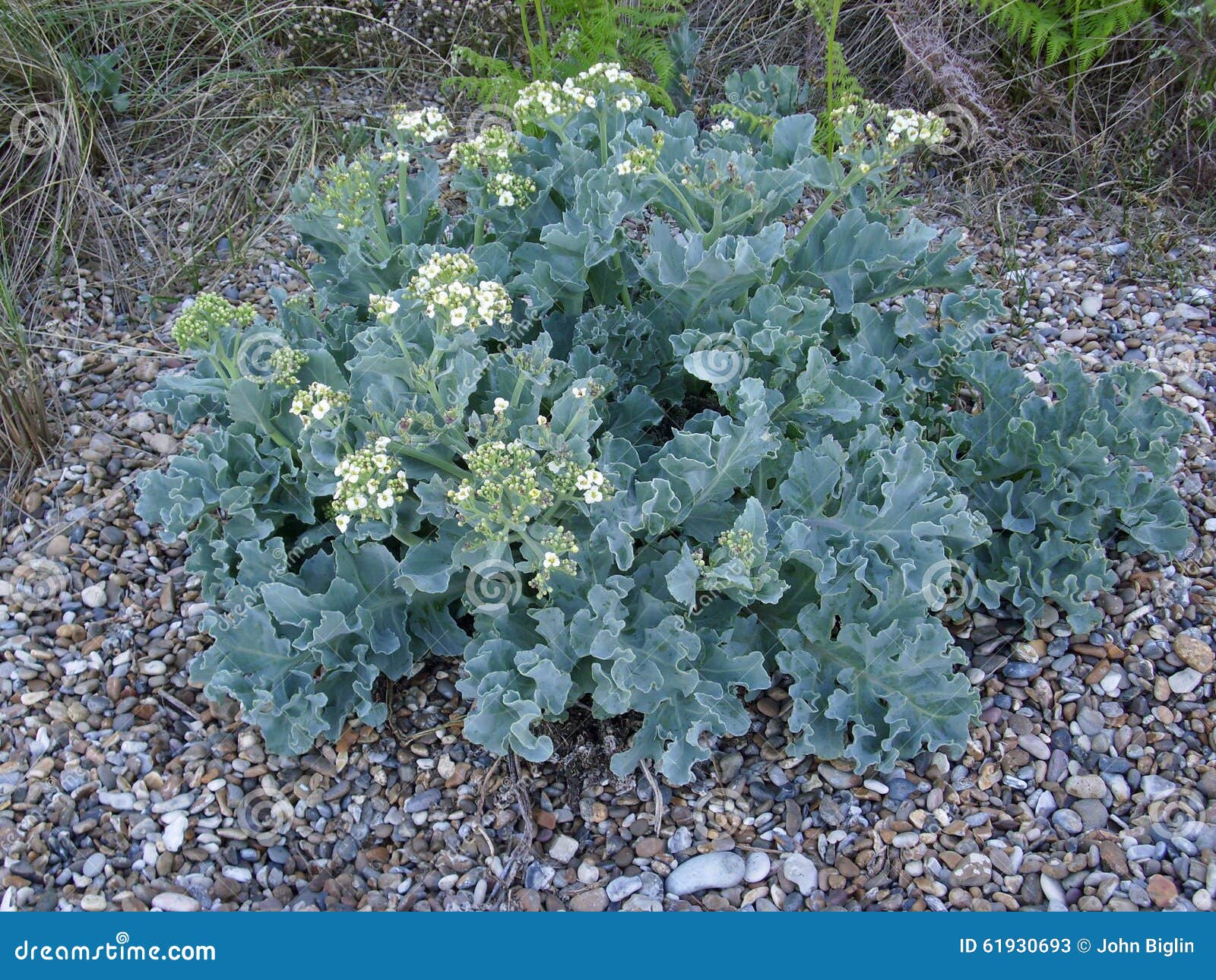 Flowering sea kale stock image. Image of foraging, kale 61930693