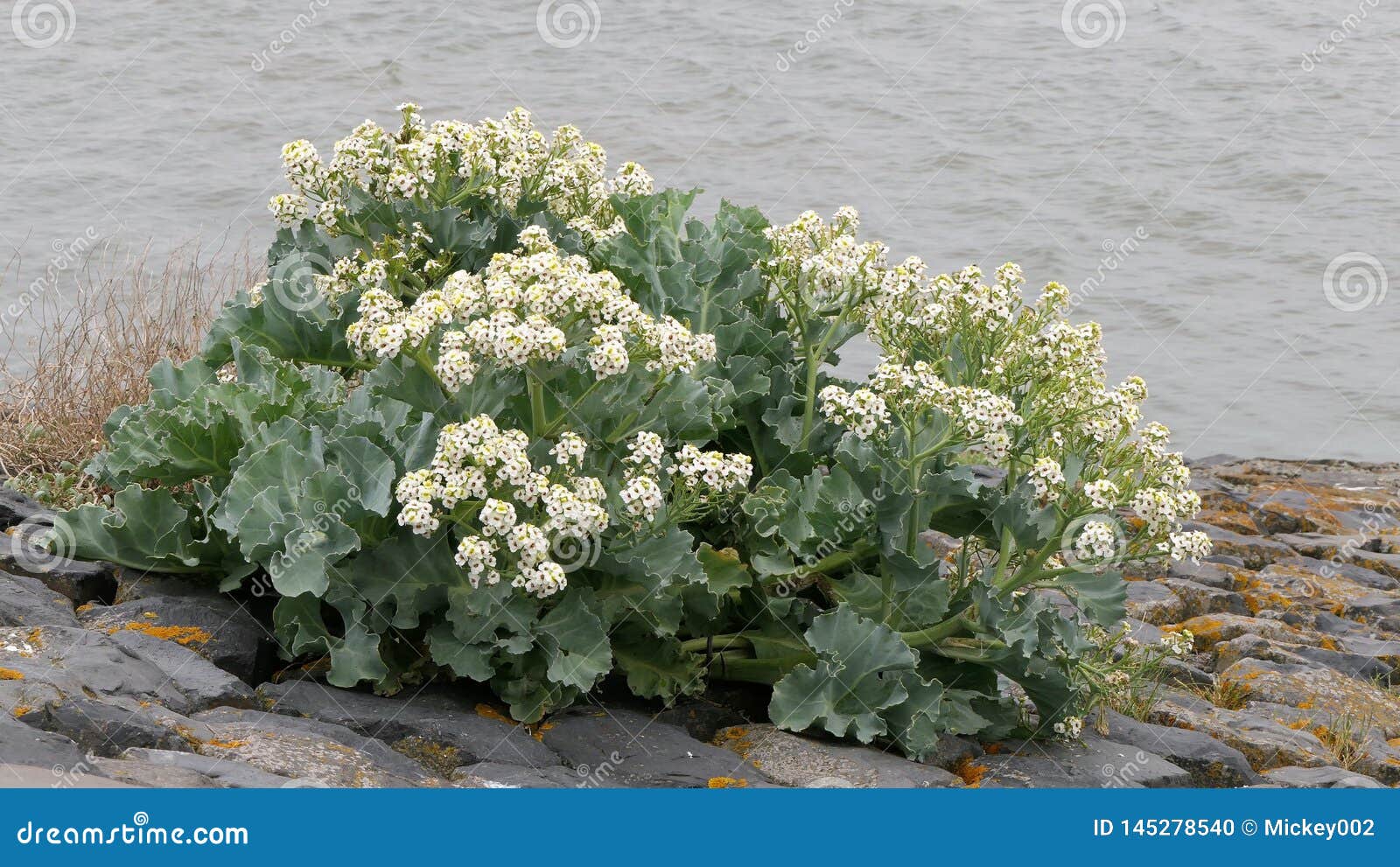 Sea kale closeup stock photo. Image of purple, nature 145278540