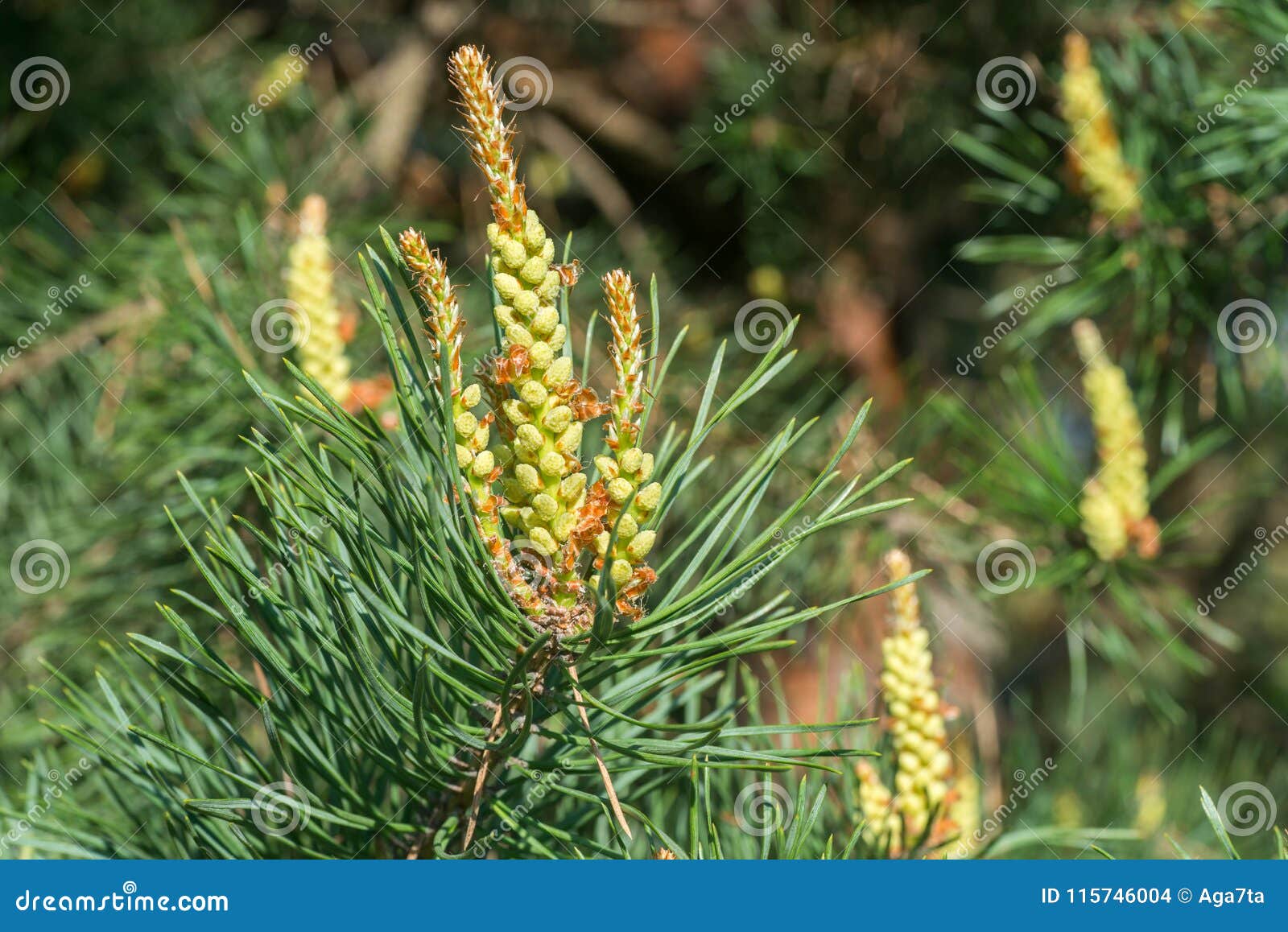 Flowering Spring Pine Branches Stock Photo Image of coniferous
