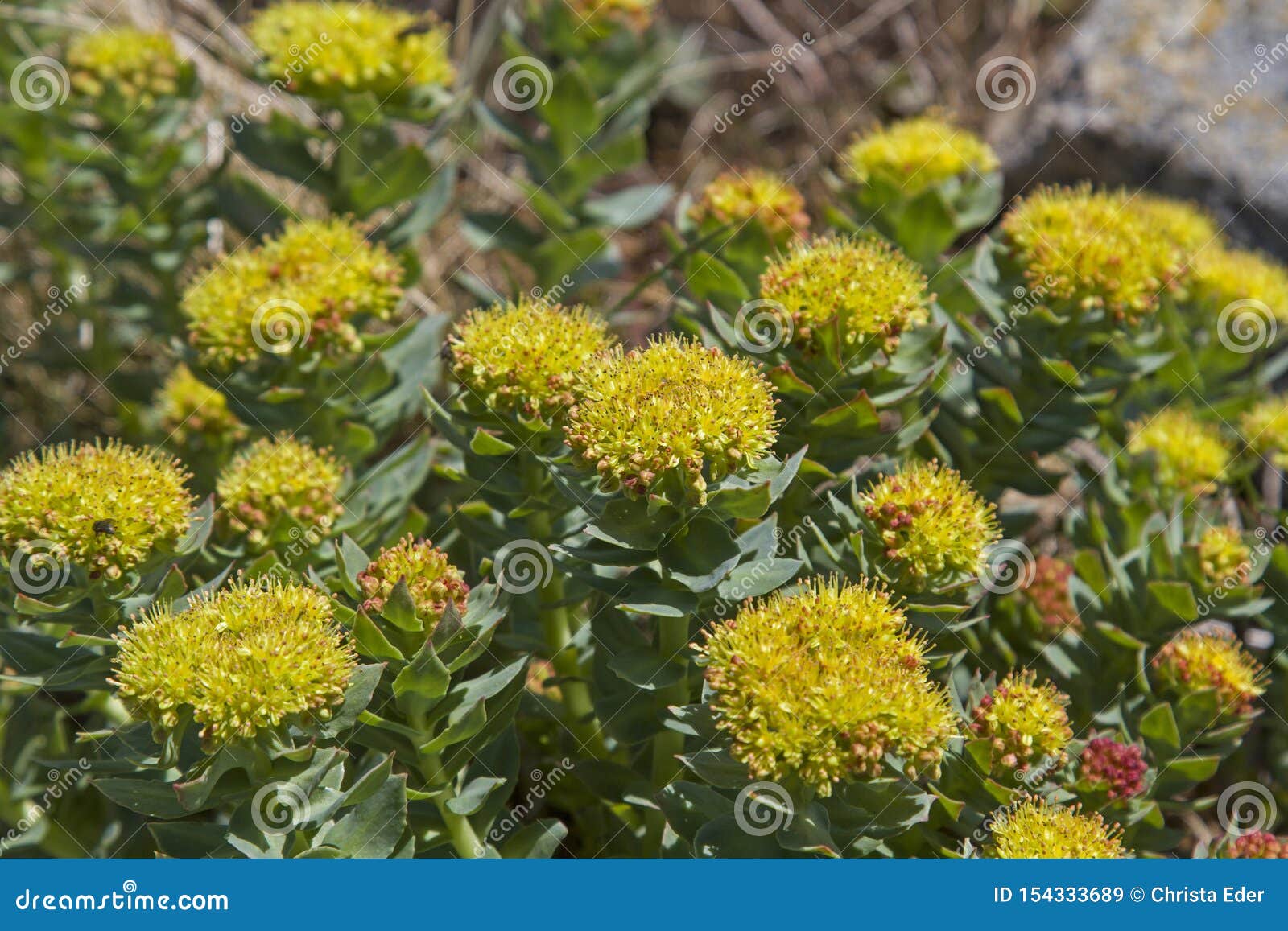 Flowering spurge stock image. Image of flower, malpighiales - 154333689