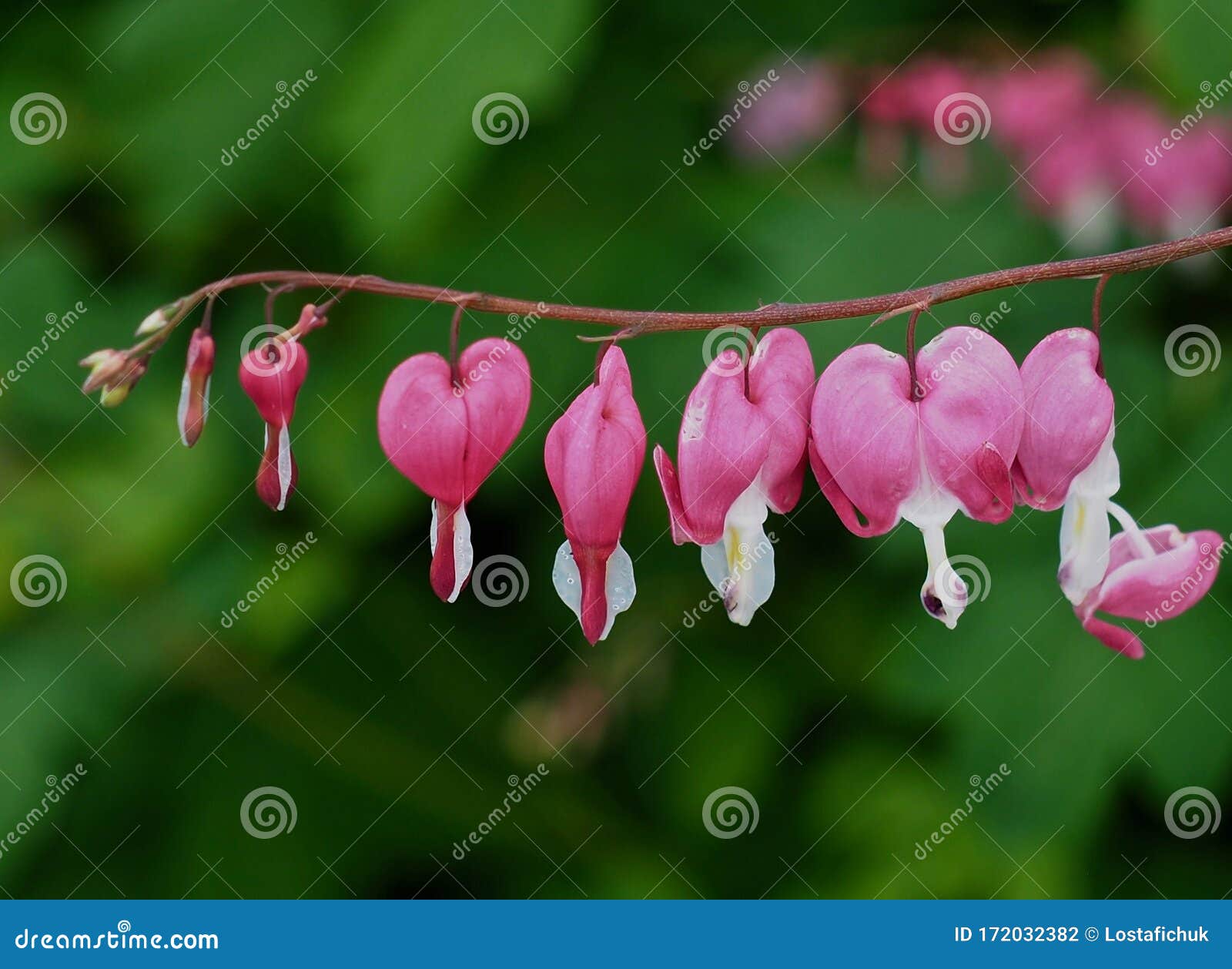 Bleeding Heart Or Lamprocapnos Spectabilis Stock Photo