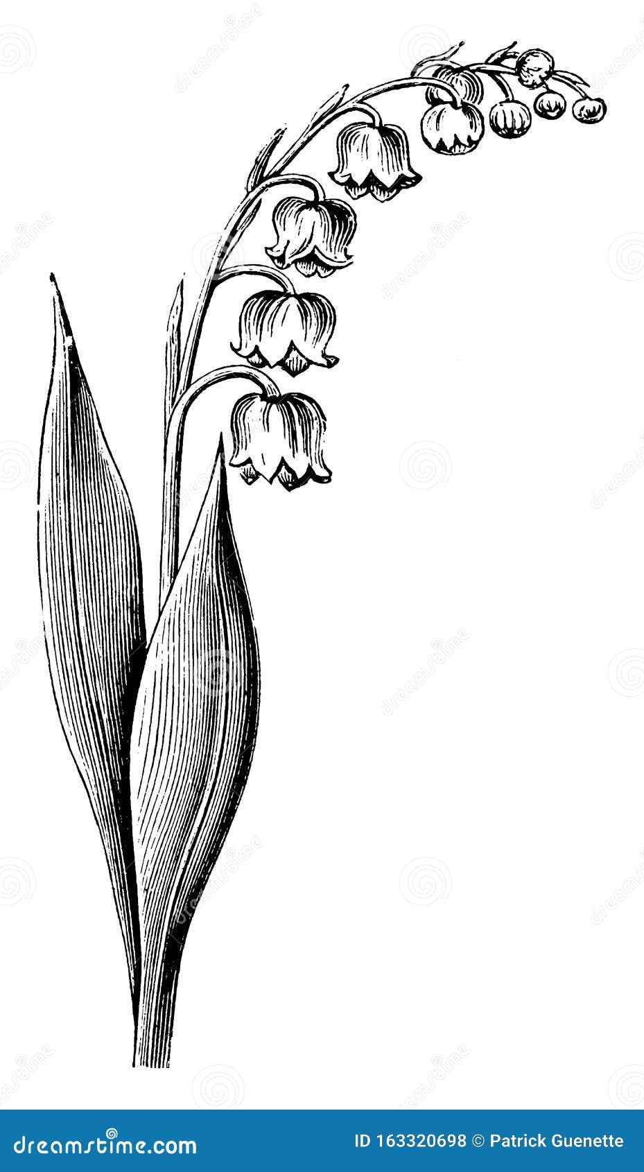 Flowering Stem of the Lily of the Valley Vintage Illustration Stock ...