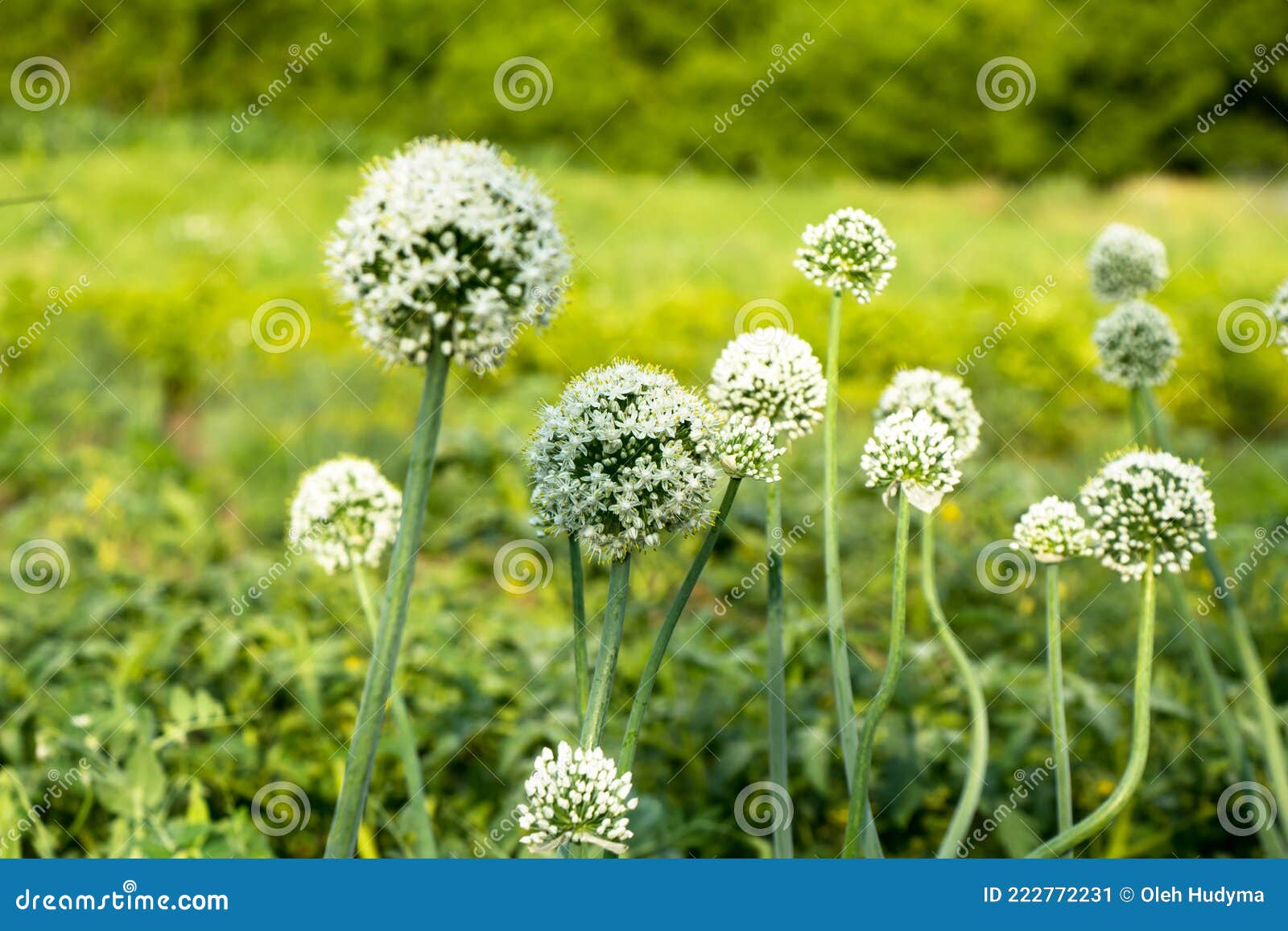 Flowering Stems of Onions Onions Flowers Stock Image Image of