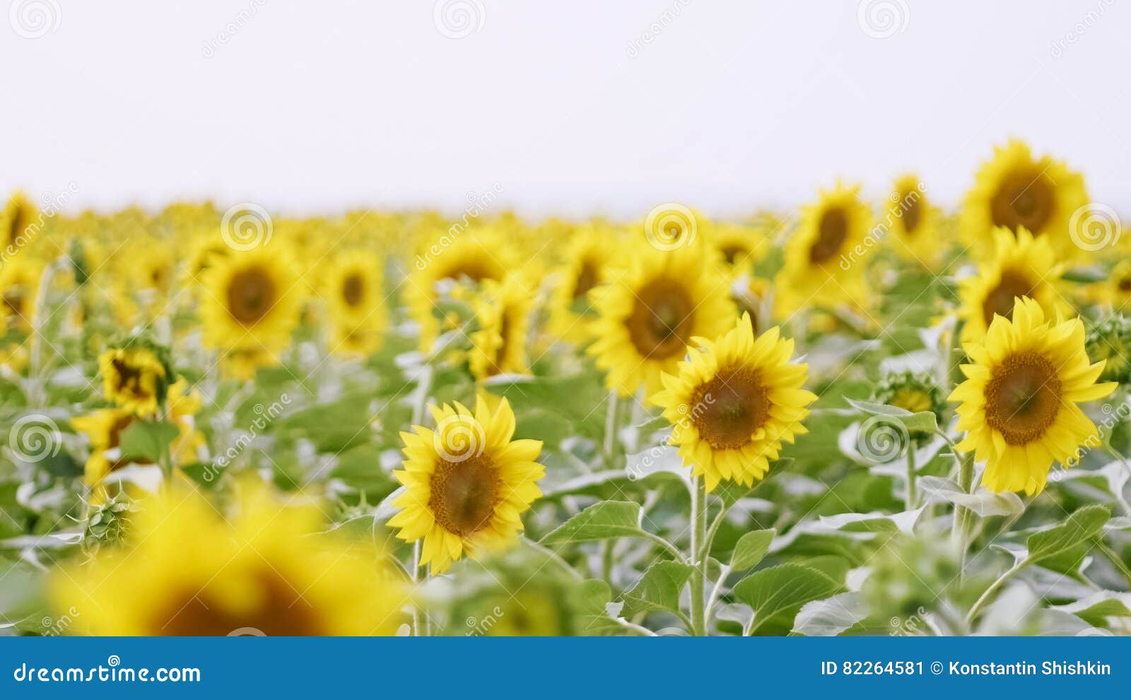 Flowering Sunflowers at Cloudy Day Stock Image Image of dawn, lawn