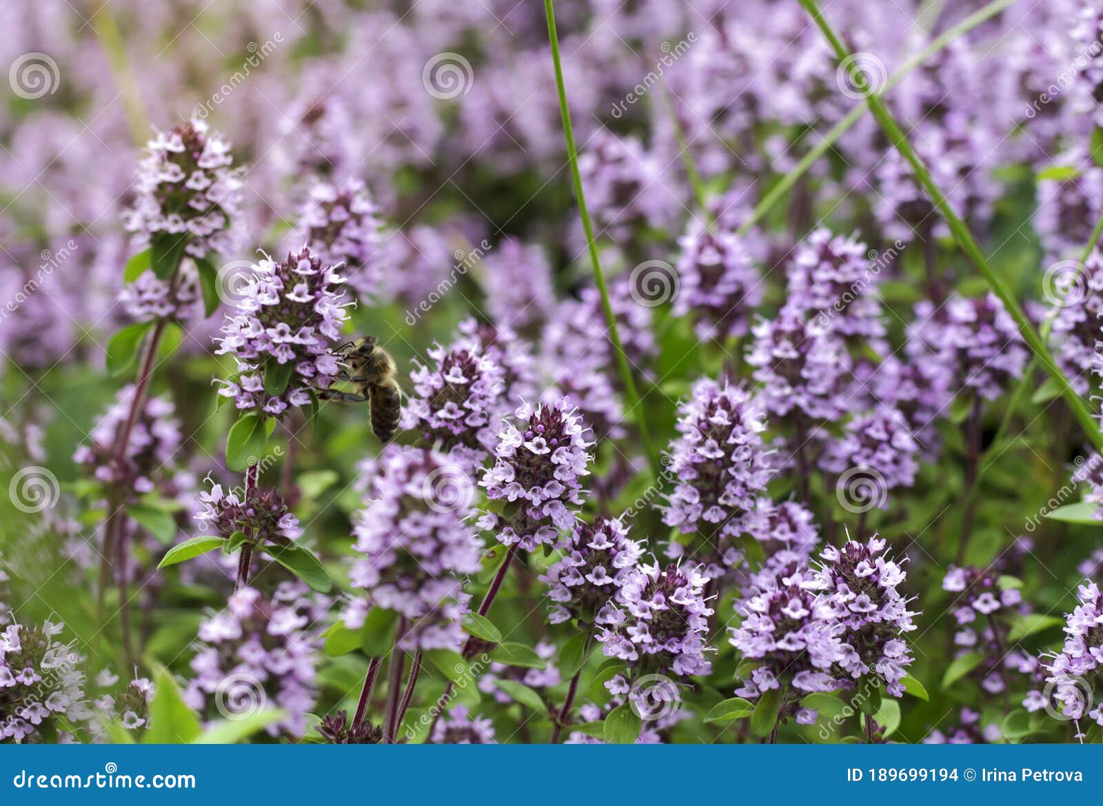 Flowering of Thyme Herb in Nature As a Background Stock Photo Image
