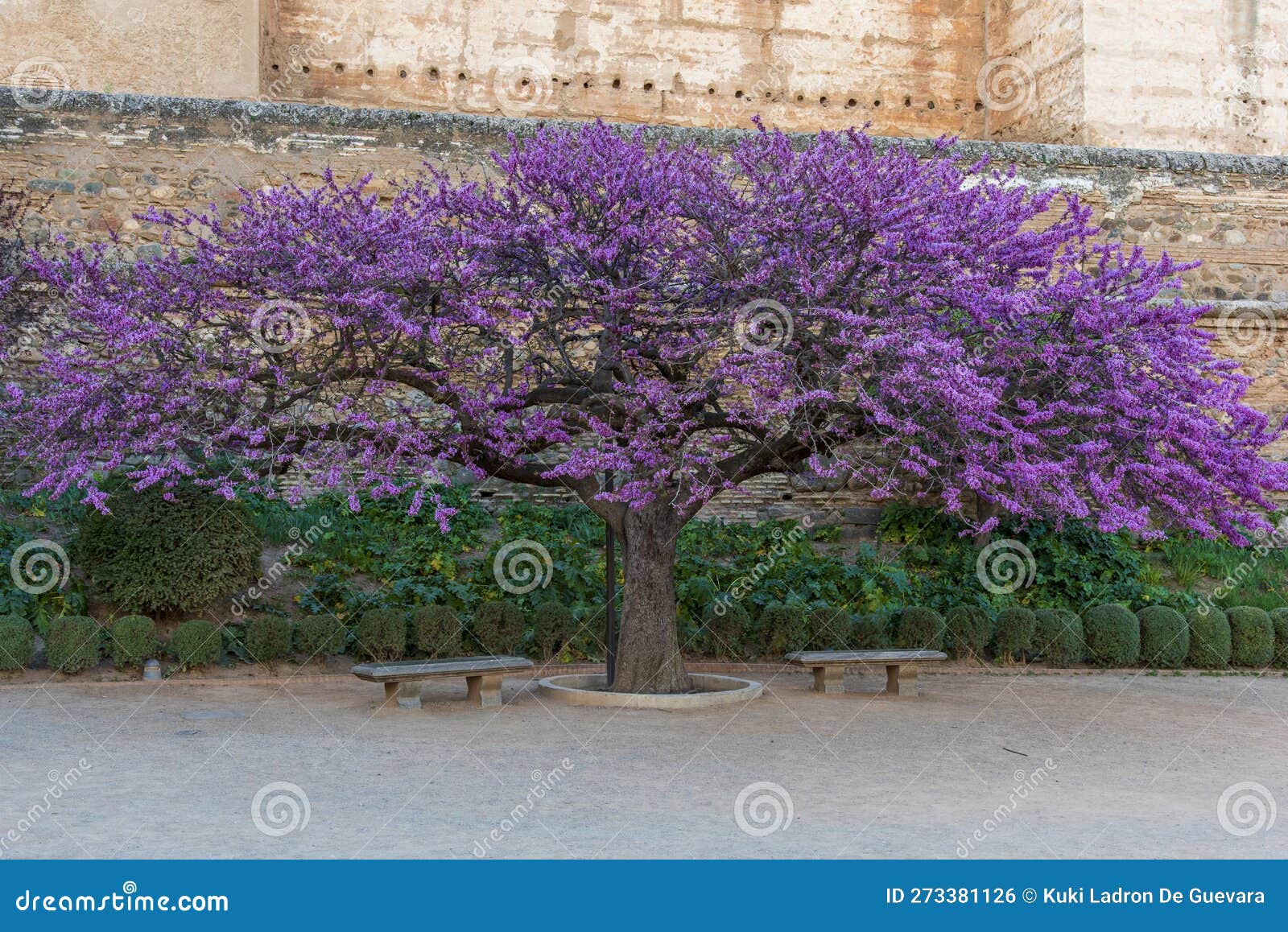 flowering tree of love, cercis siliquastrum