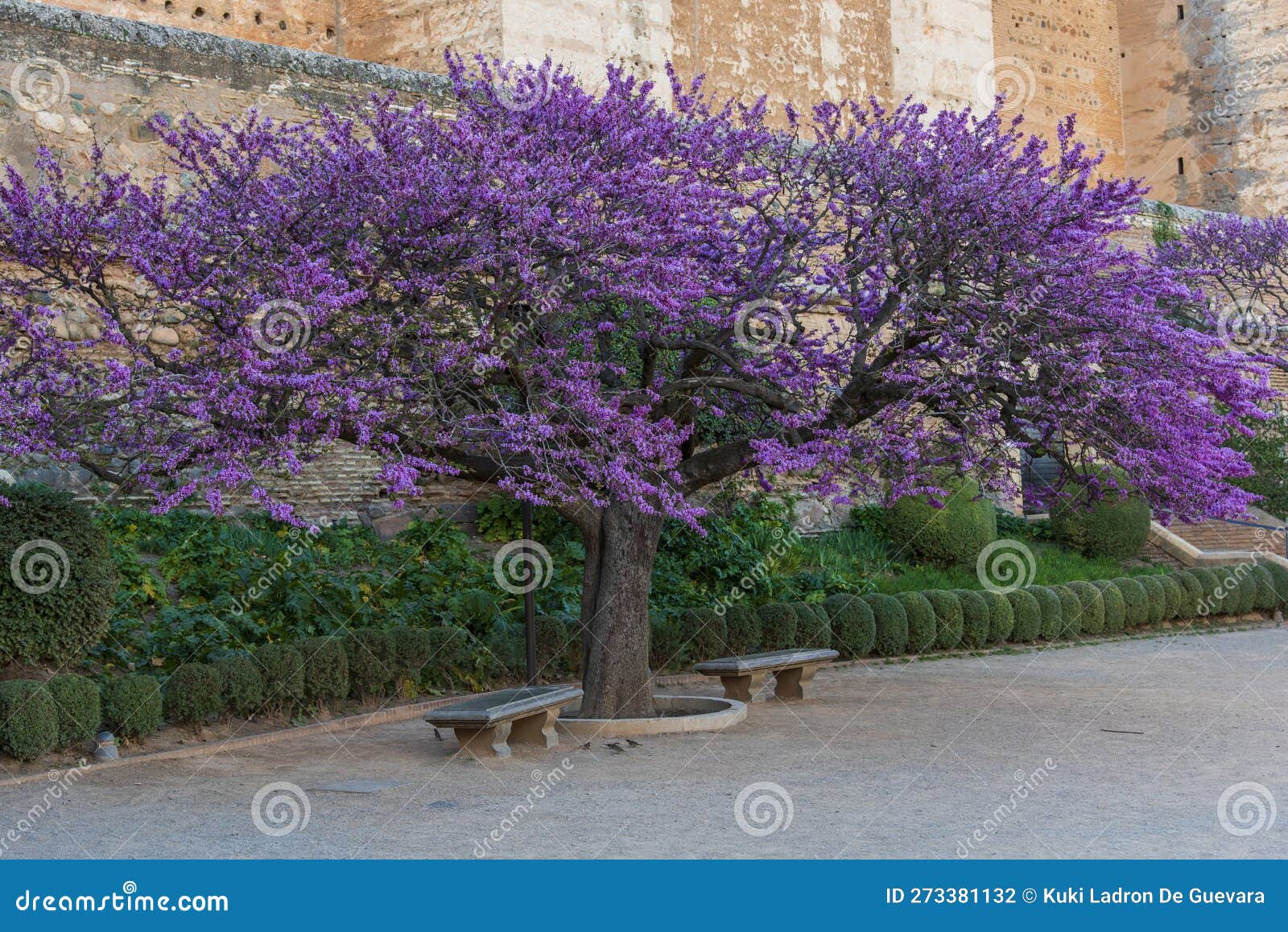 flowering tree of love, cercis siliquastrum