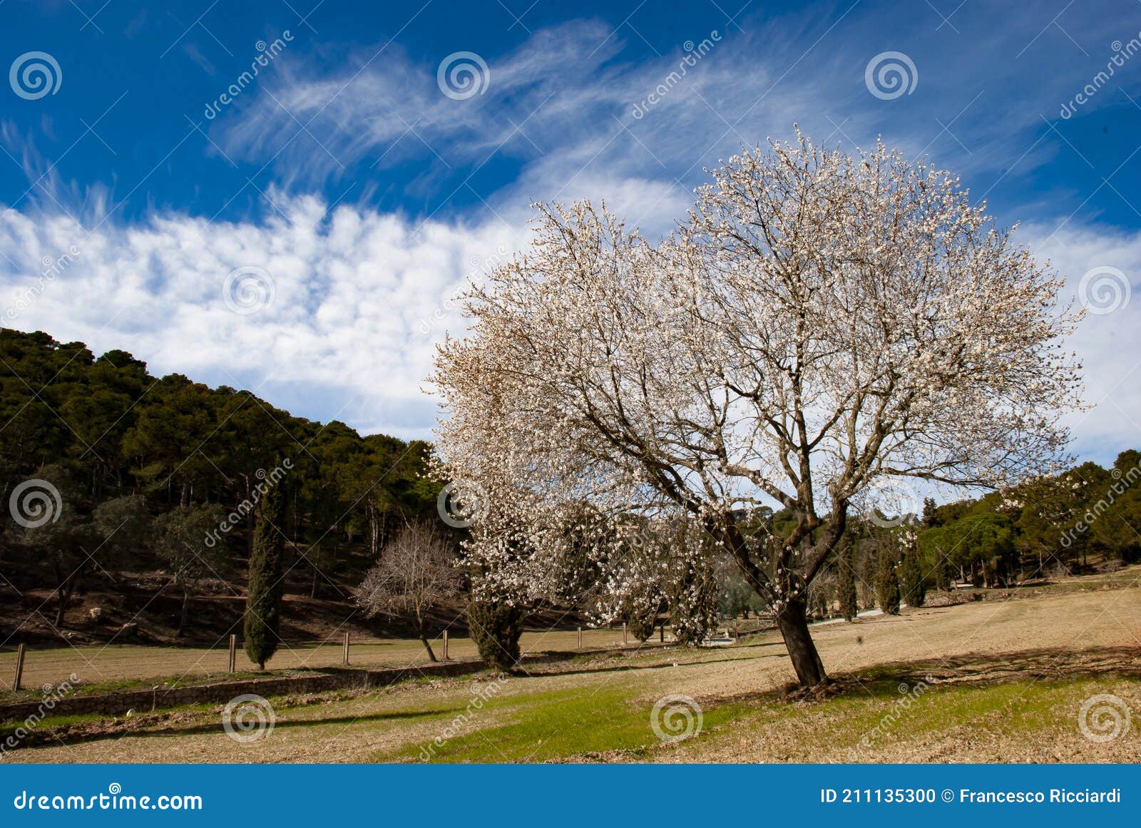 flowering tree montgri massif torroella de montgri cataluna spain